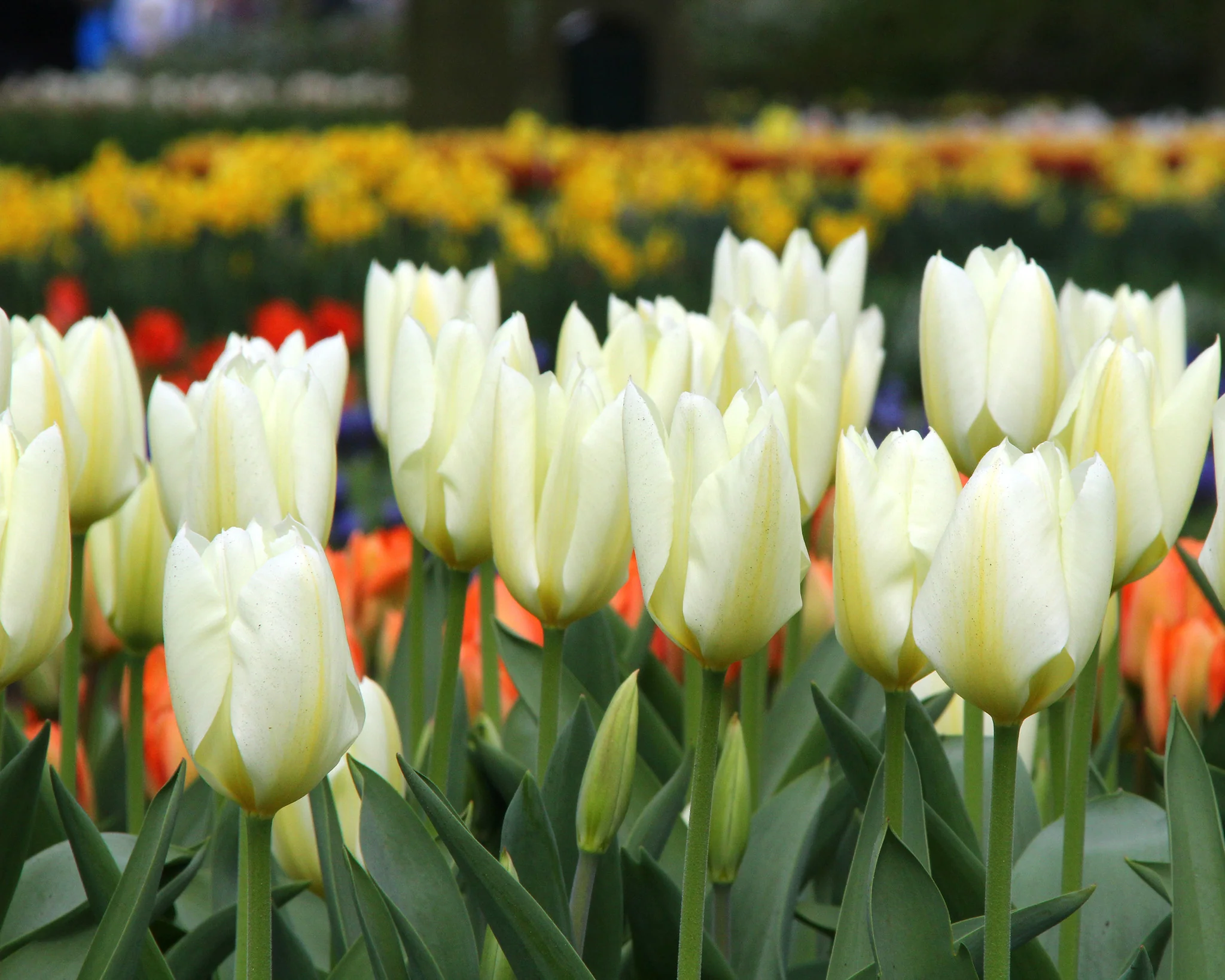 Tulip 'White Emperor' - Image 5