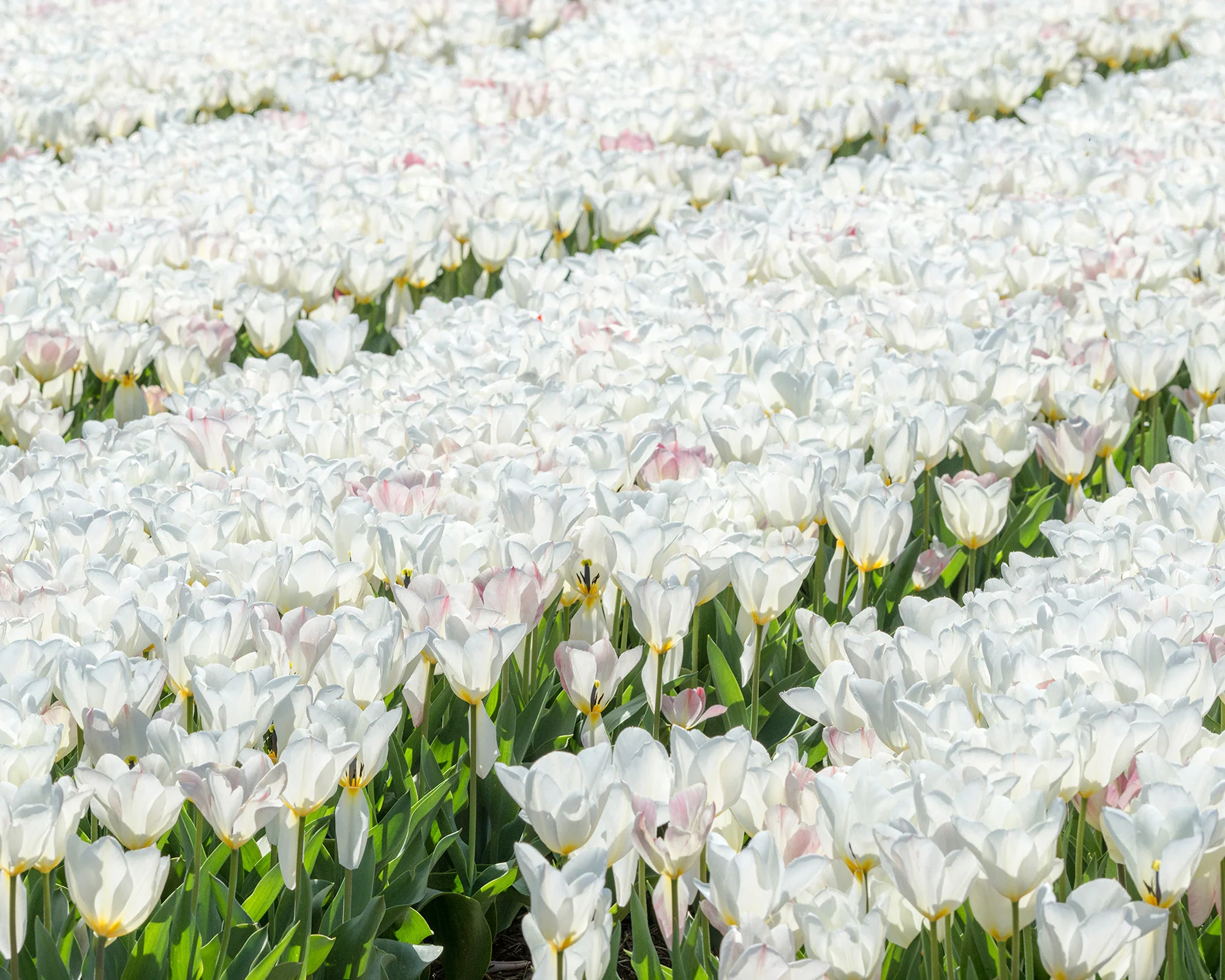 Tulip 'White Emperor' - Image 6