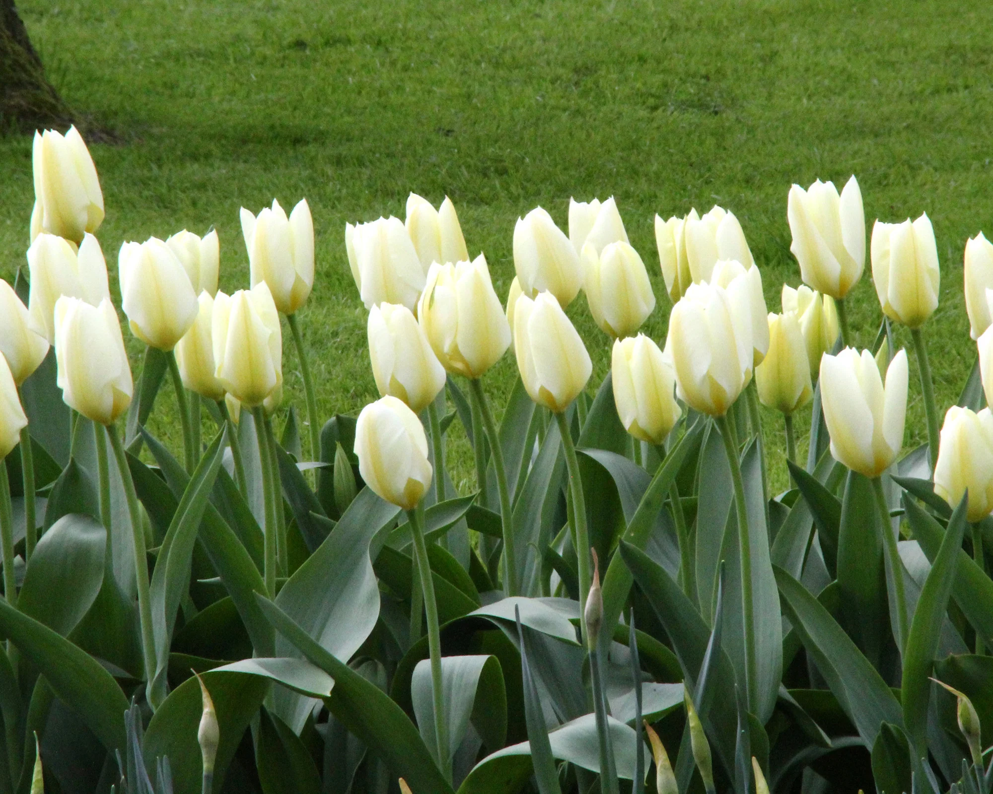 Tulip 'White Emperor' - Image 7