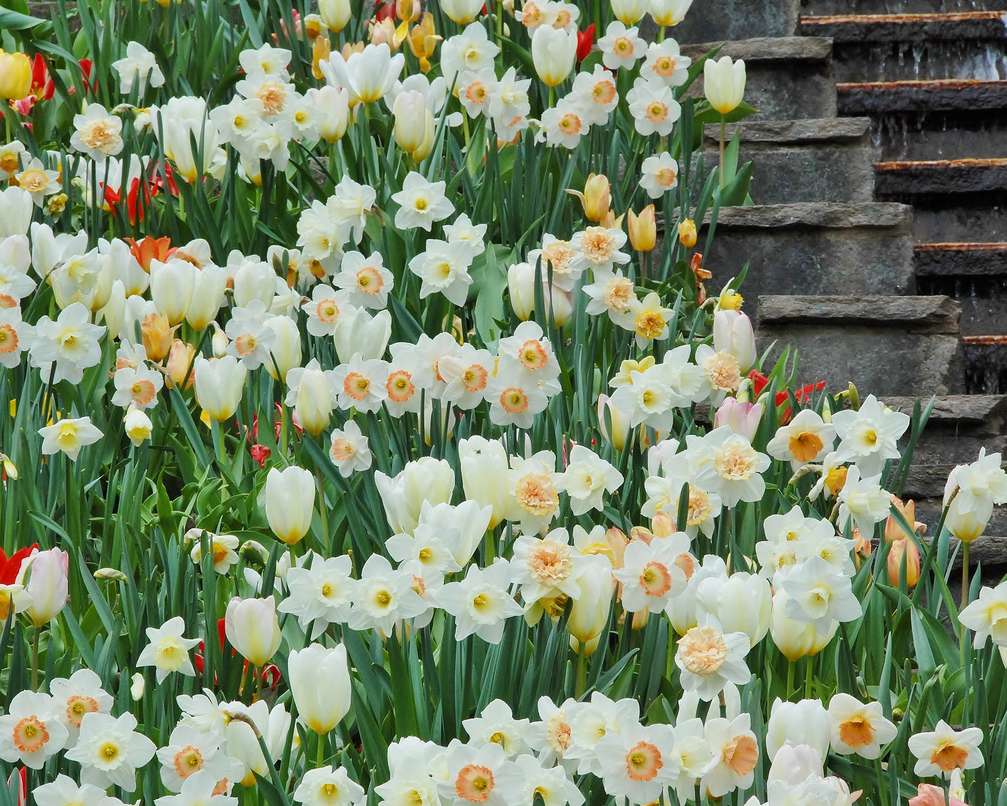 Tulip 'White Emperor' - Image 8