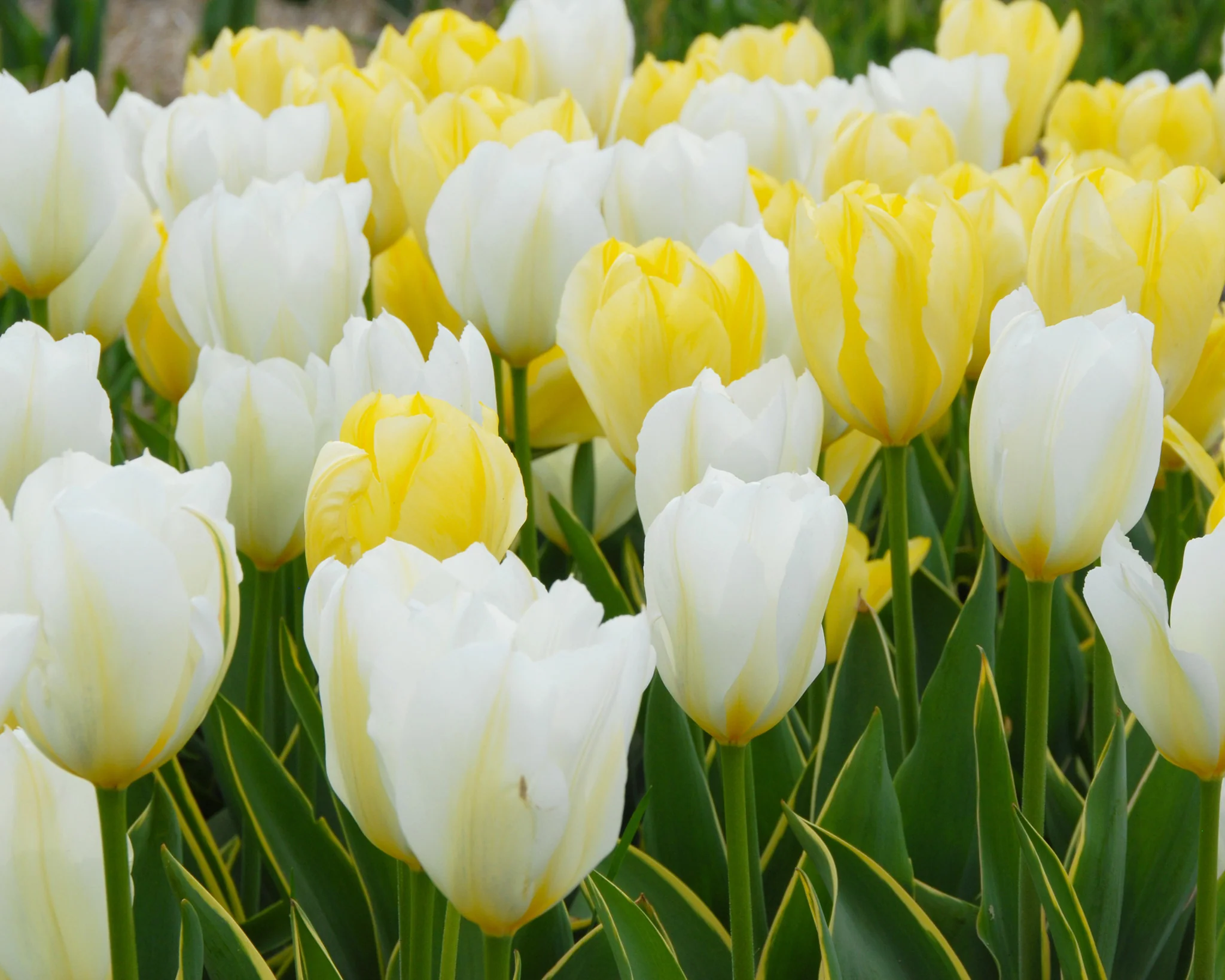 Tulip 'White Emperor' - Image 9