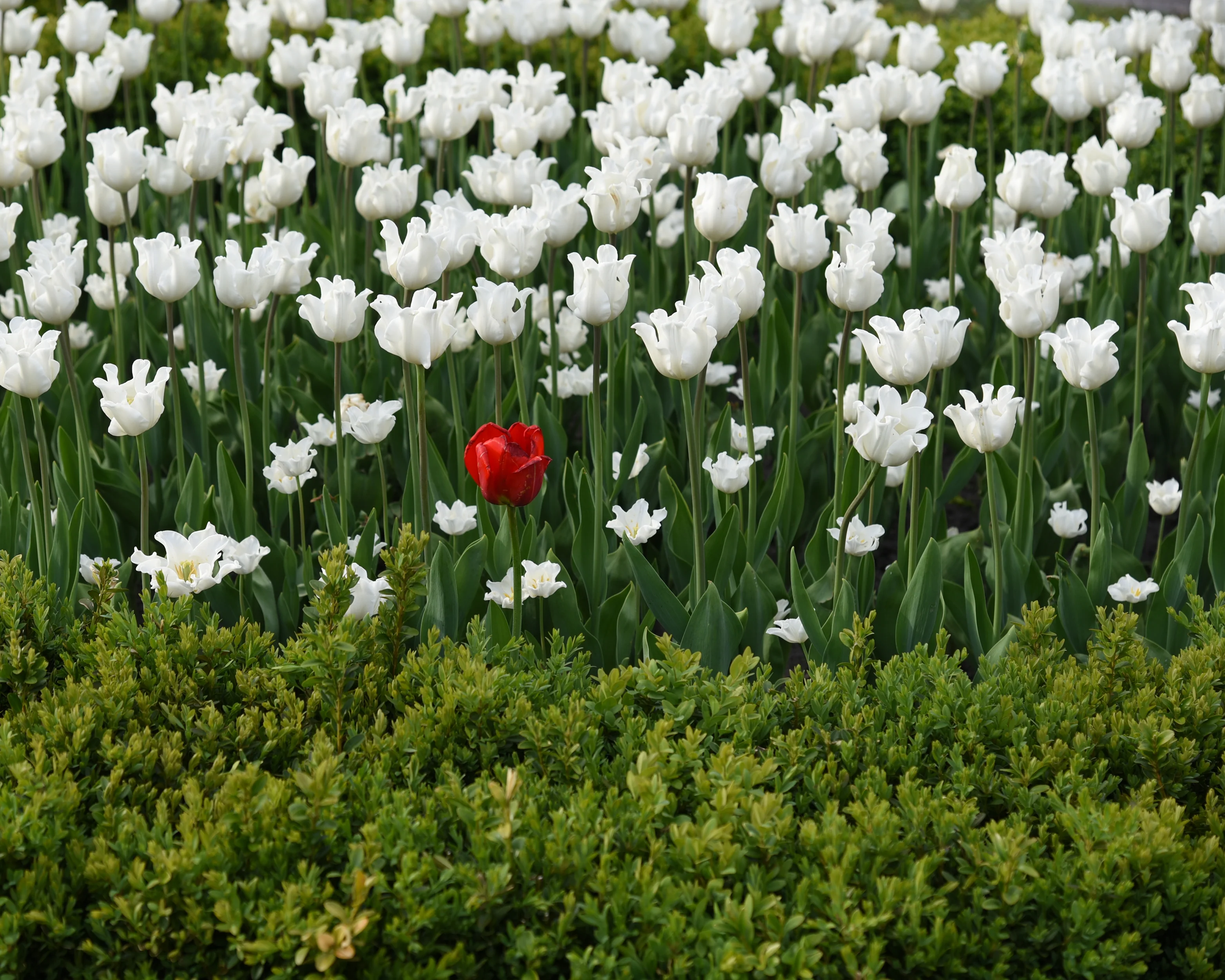 Tulip 'White Liberstar' - Image 3