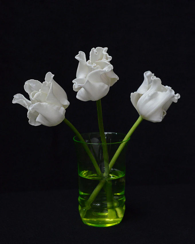 Tulip 'White Liberstar' - Image 8
