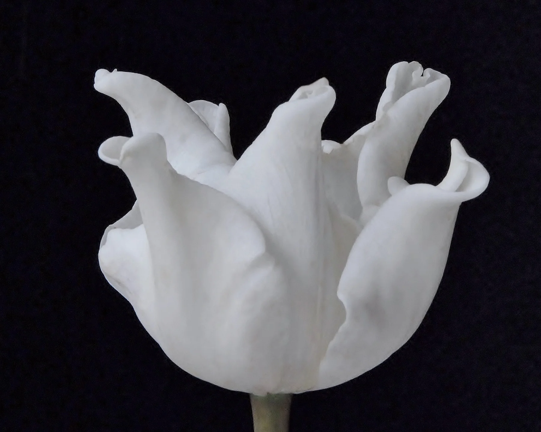 Tulip 'White Liberstar' - Image 9
