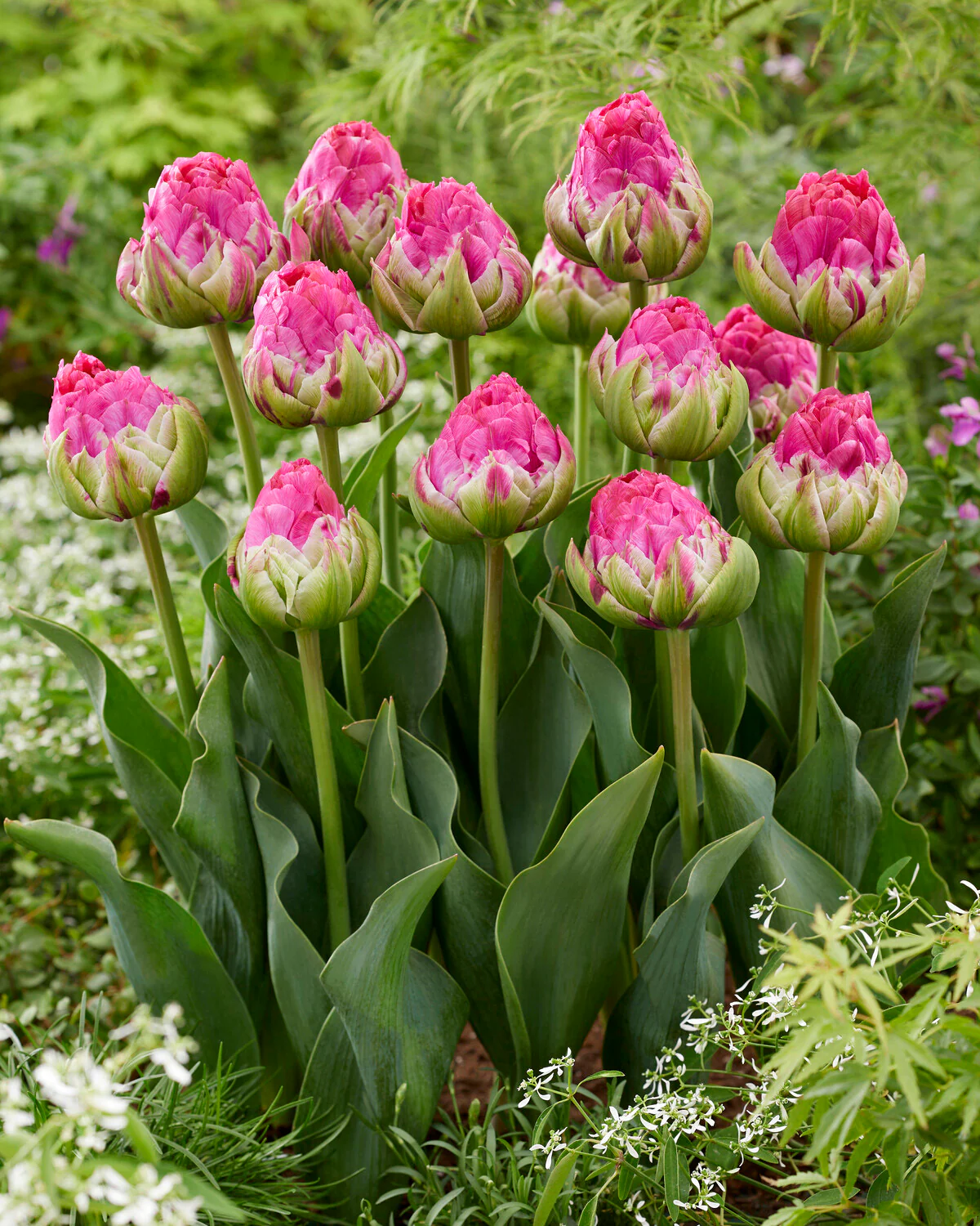 Tulip 'Wicked in Pink' - Image 4