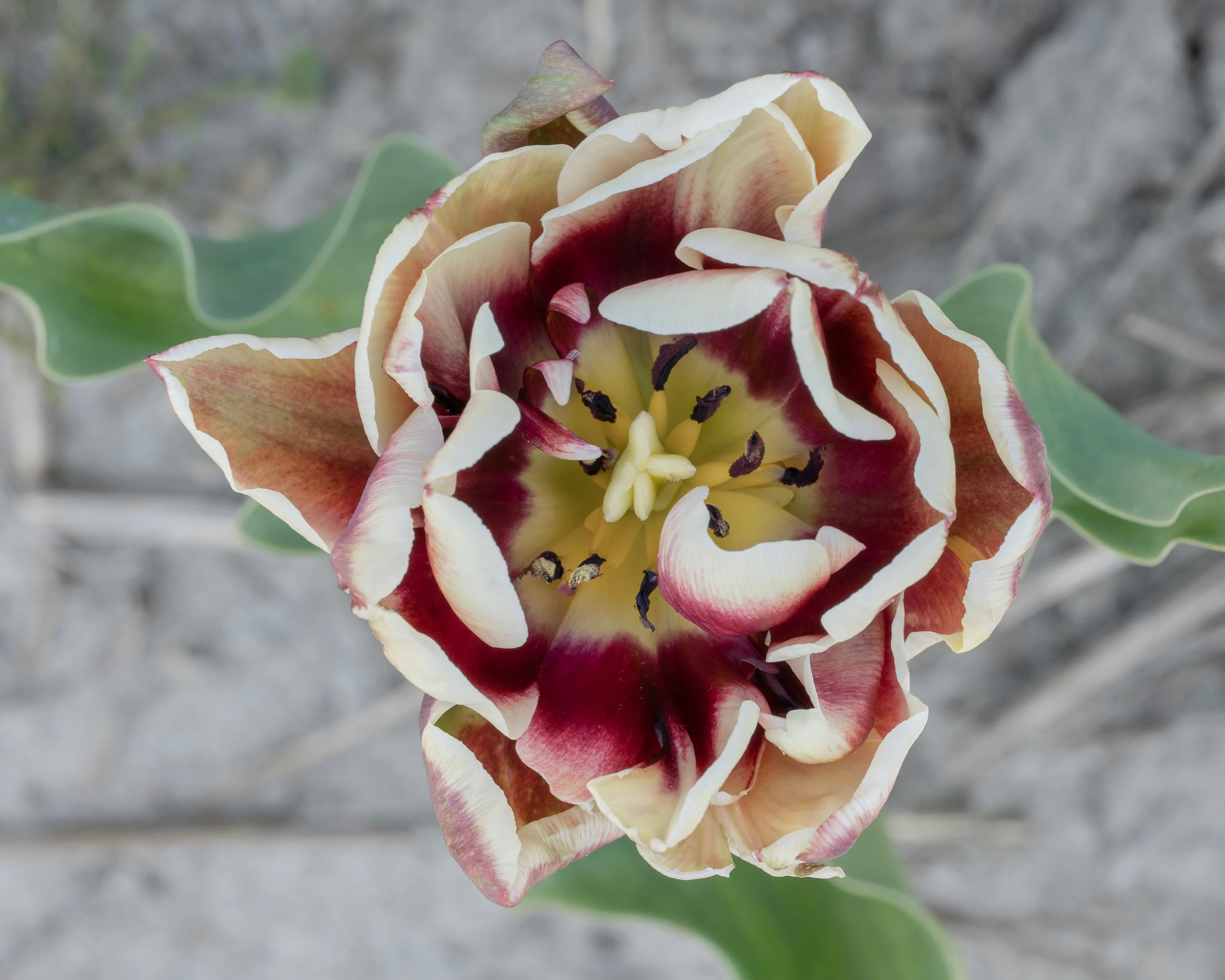 Tulip 'Wyndham' - Image 7