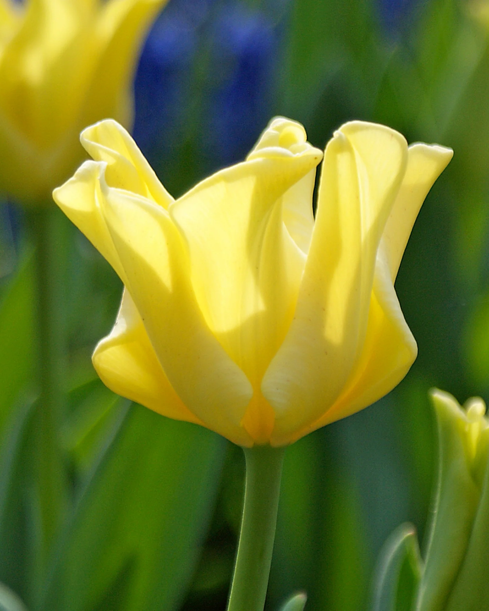 Tulip 'Yellow Crown' - Image 2