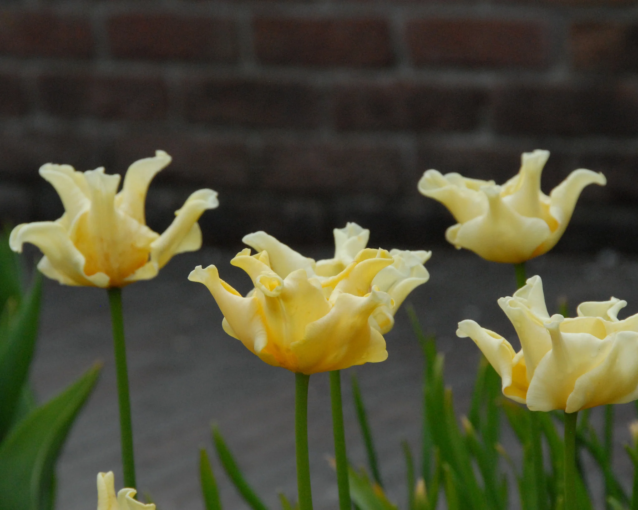 Tulip 'Yellow Crown' - Image 6