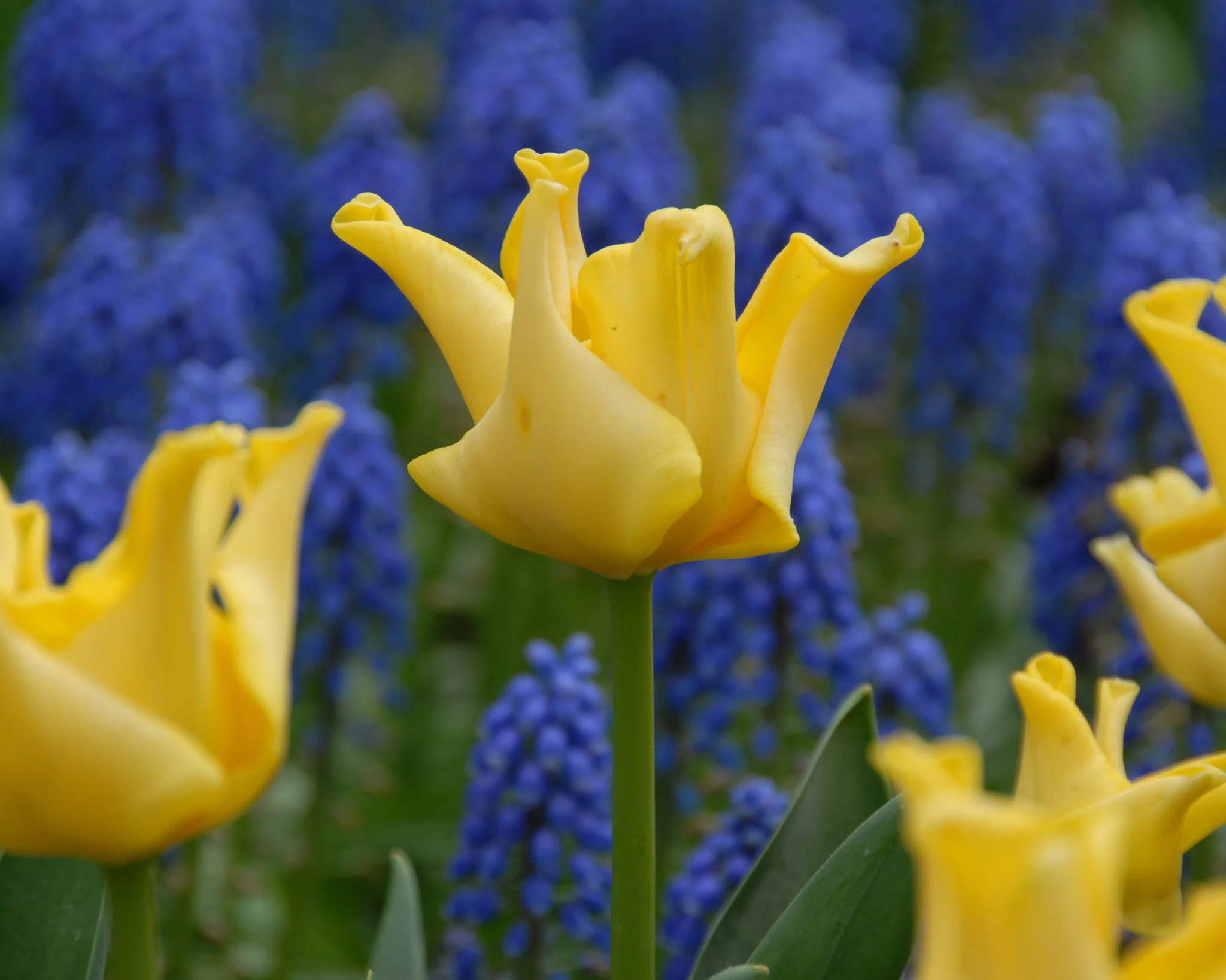 Tulip 'Yellow Crown' - Image 7