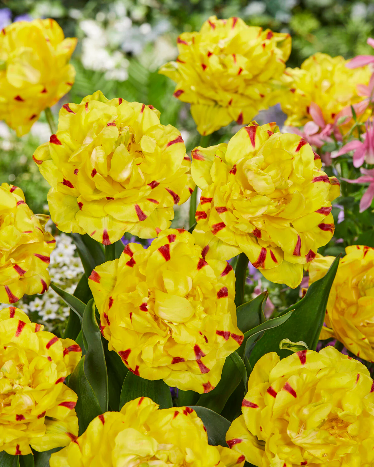 Tulip 'Yellow Danceline' - Image 3