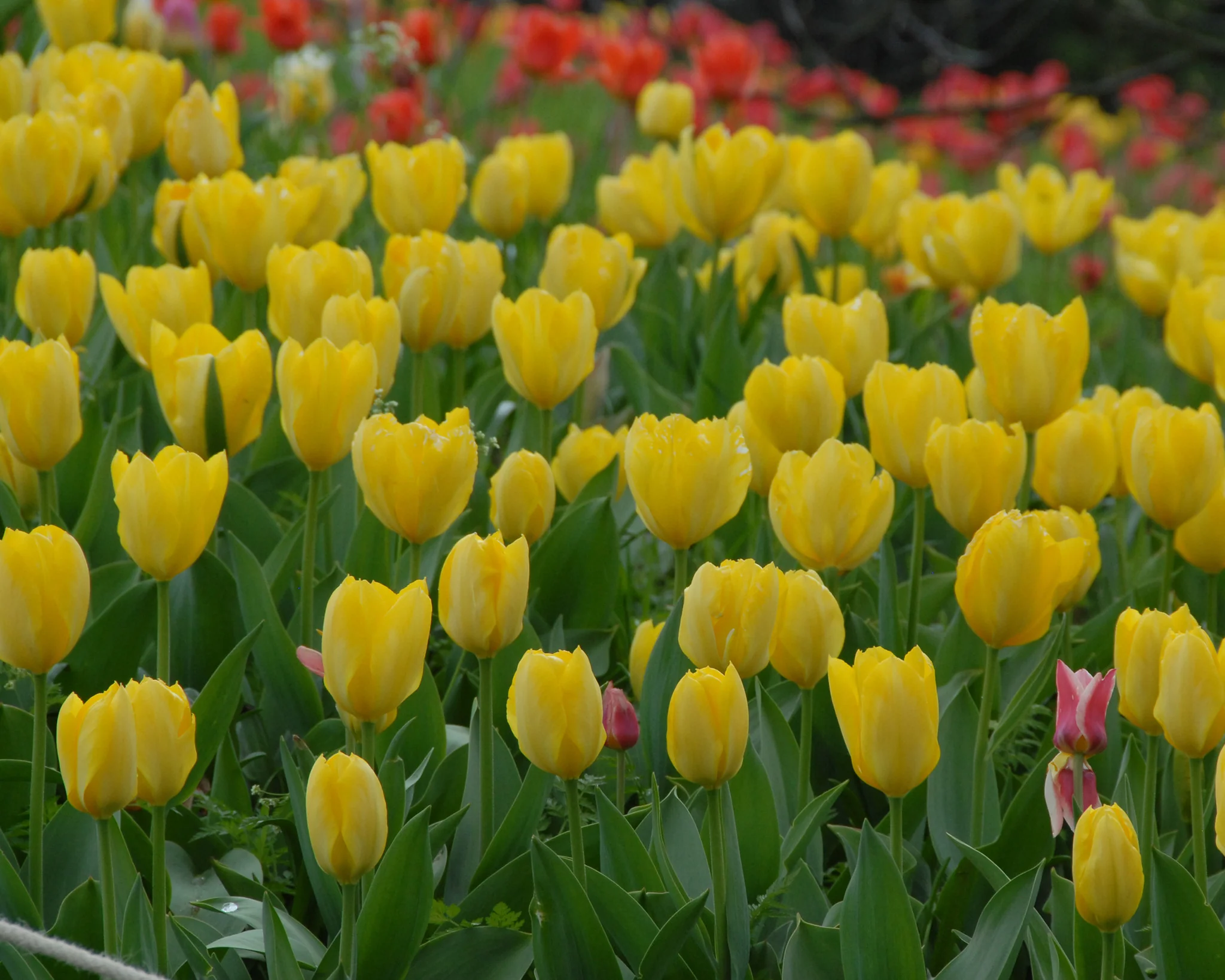Tulip 'Yellow Emperor' - Image 3