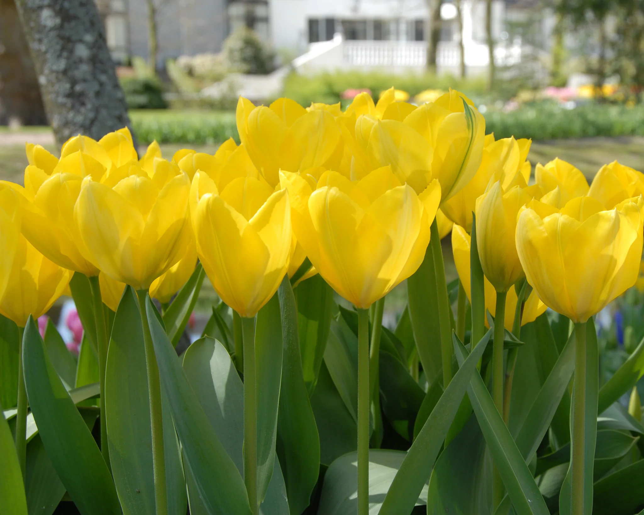 Tulip 'Yellow Emperor' - Image 4