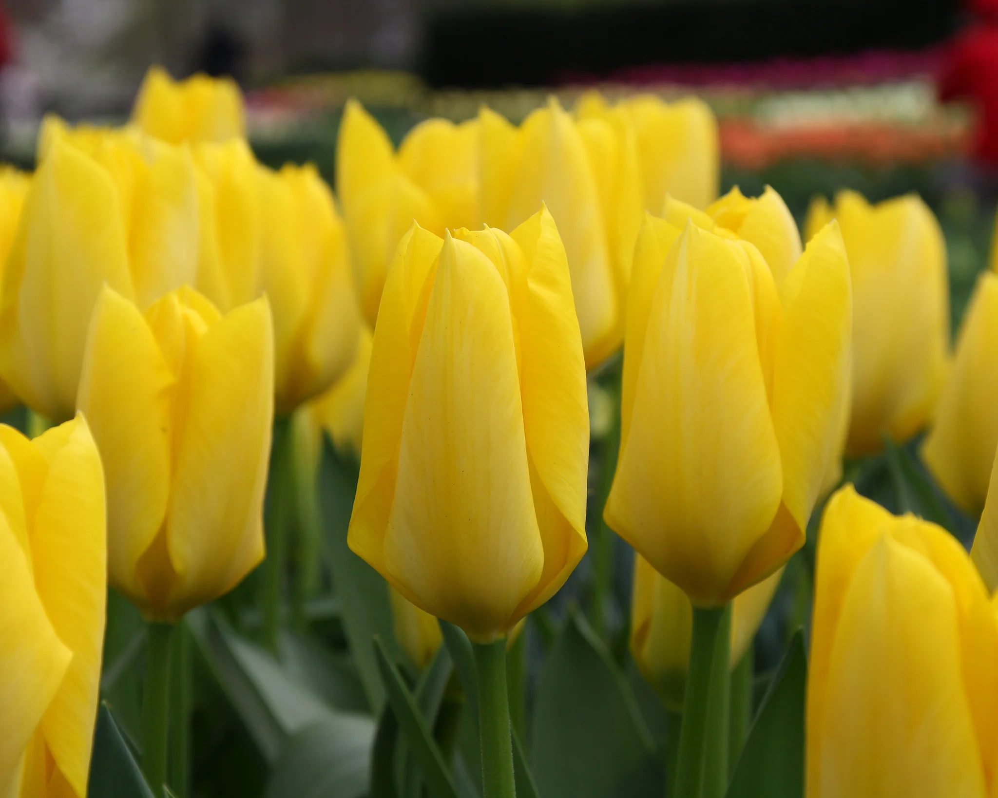Tulip 'Yellow Emperor' - Image 5