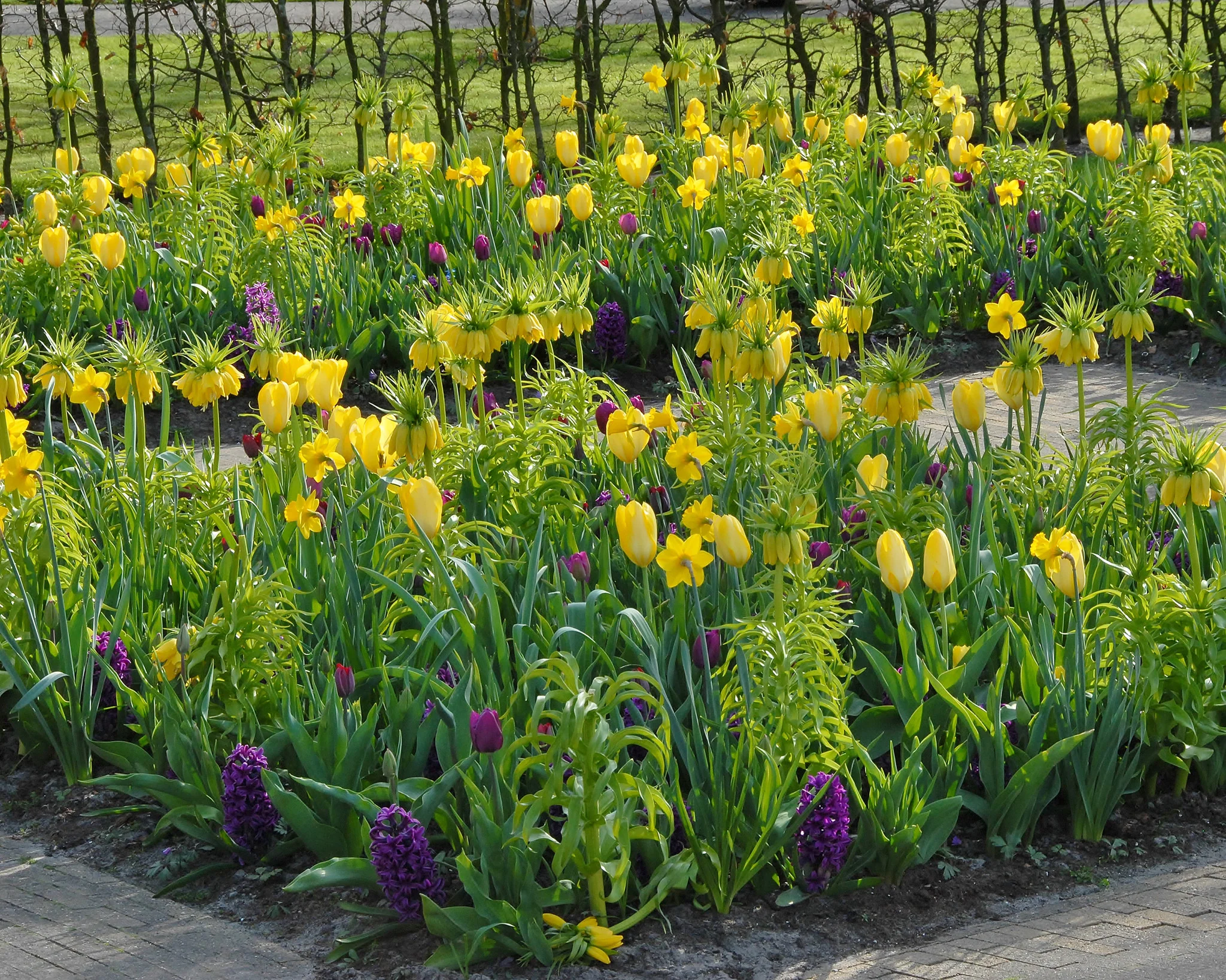 Tulip 'Yellow Emperor' - Image 6