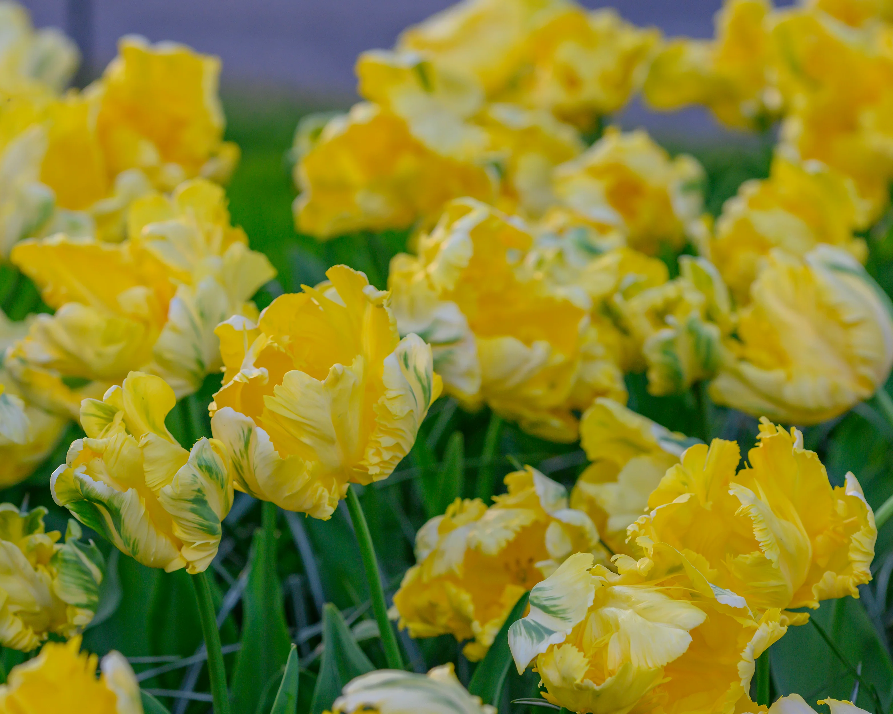 Tulip 'Yellow Madonna' - Image 5