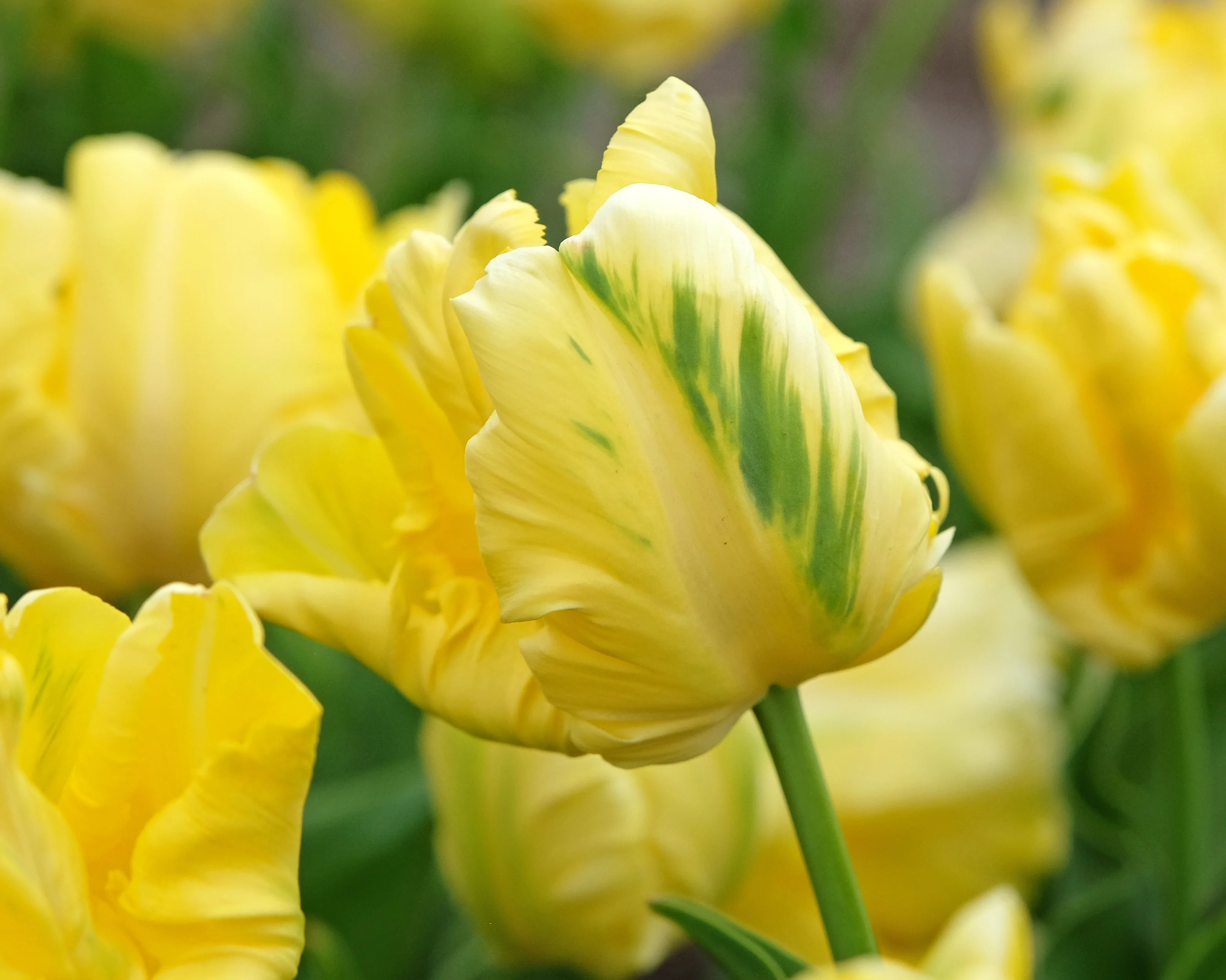 Tulip 'Yellow Madonna' - Image 7