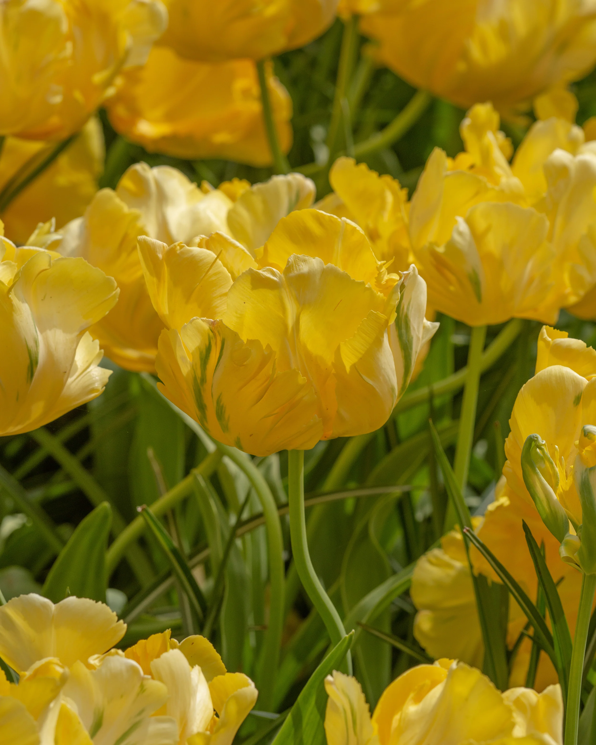 Tulip 'Yellow Madonna' - Image 8