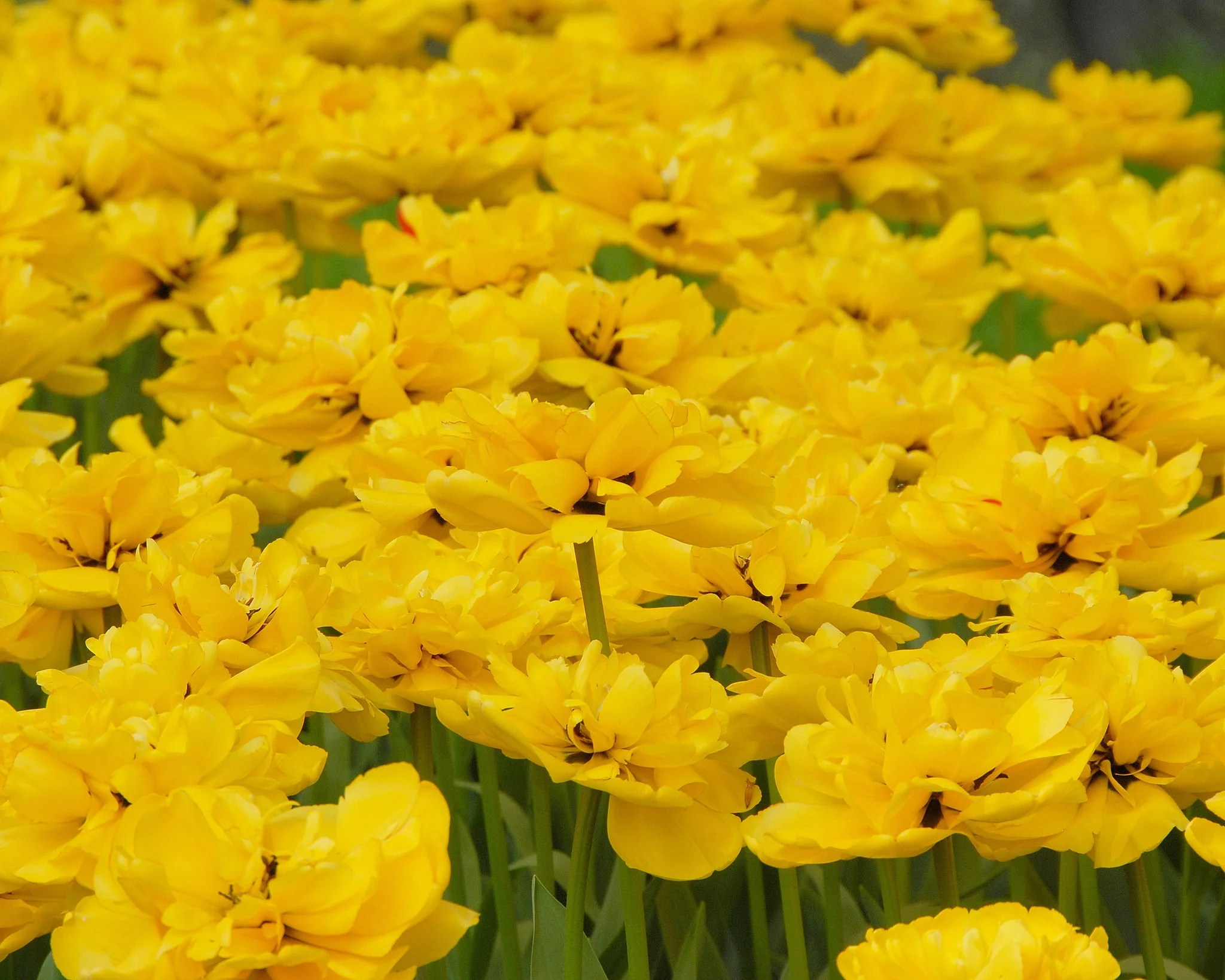 Tulip 'Yellow Pomponette' - Image 4