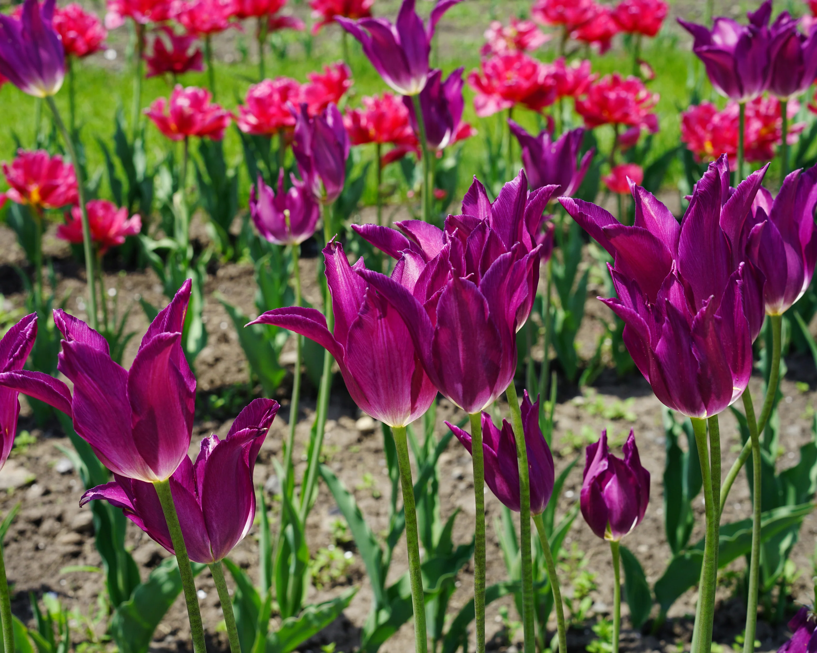 Tulip 'Yume no Murasaki' - Image 5