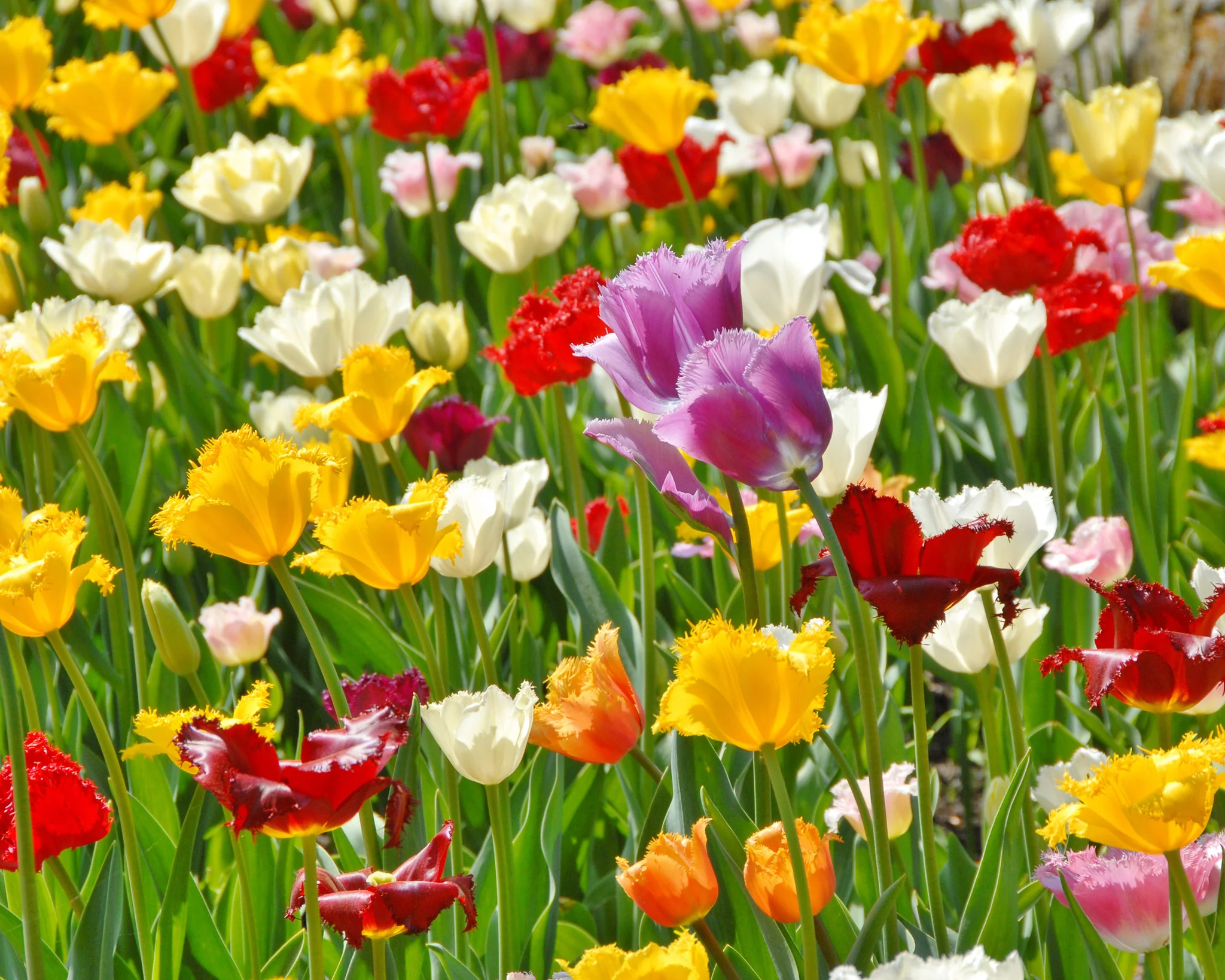 Tulip 'Crispa Mixed' - Image 2