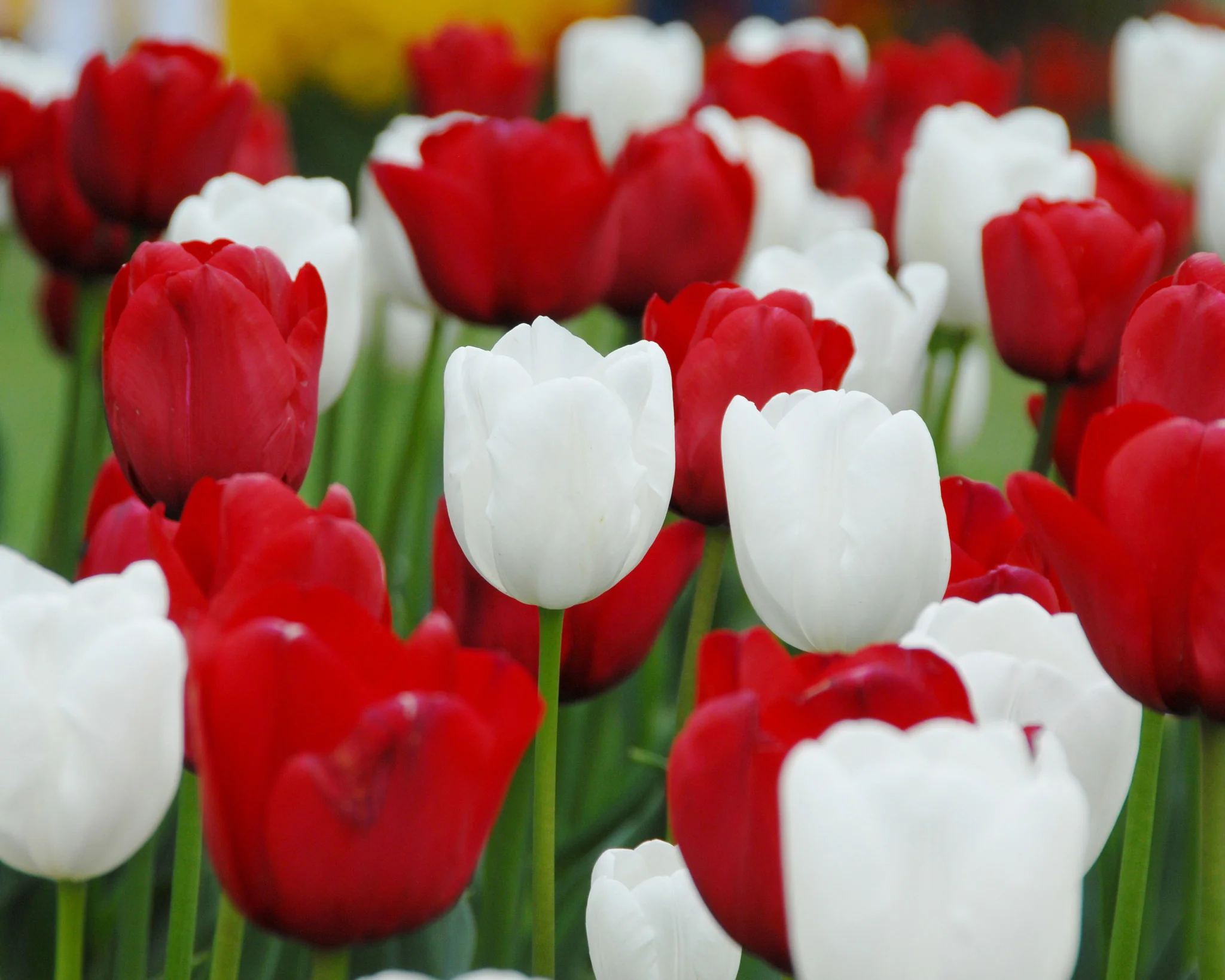 Tulip collection 'Royal Style' - Image 2