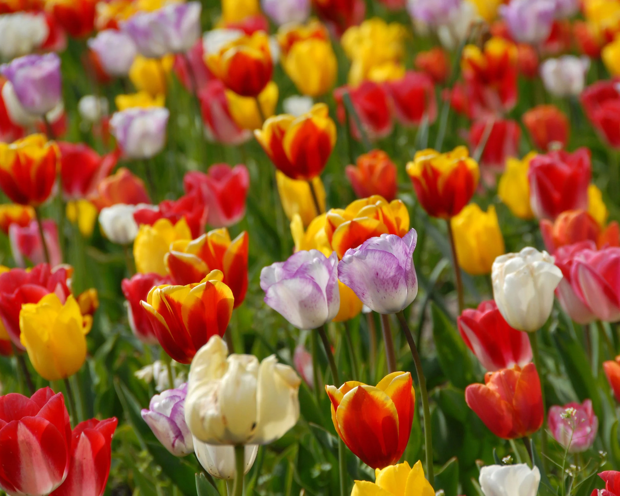Tulip 'Triumph Mixed' - Image 2