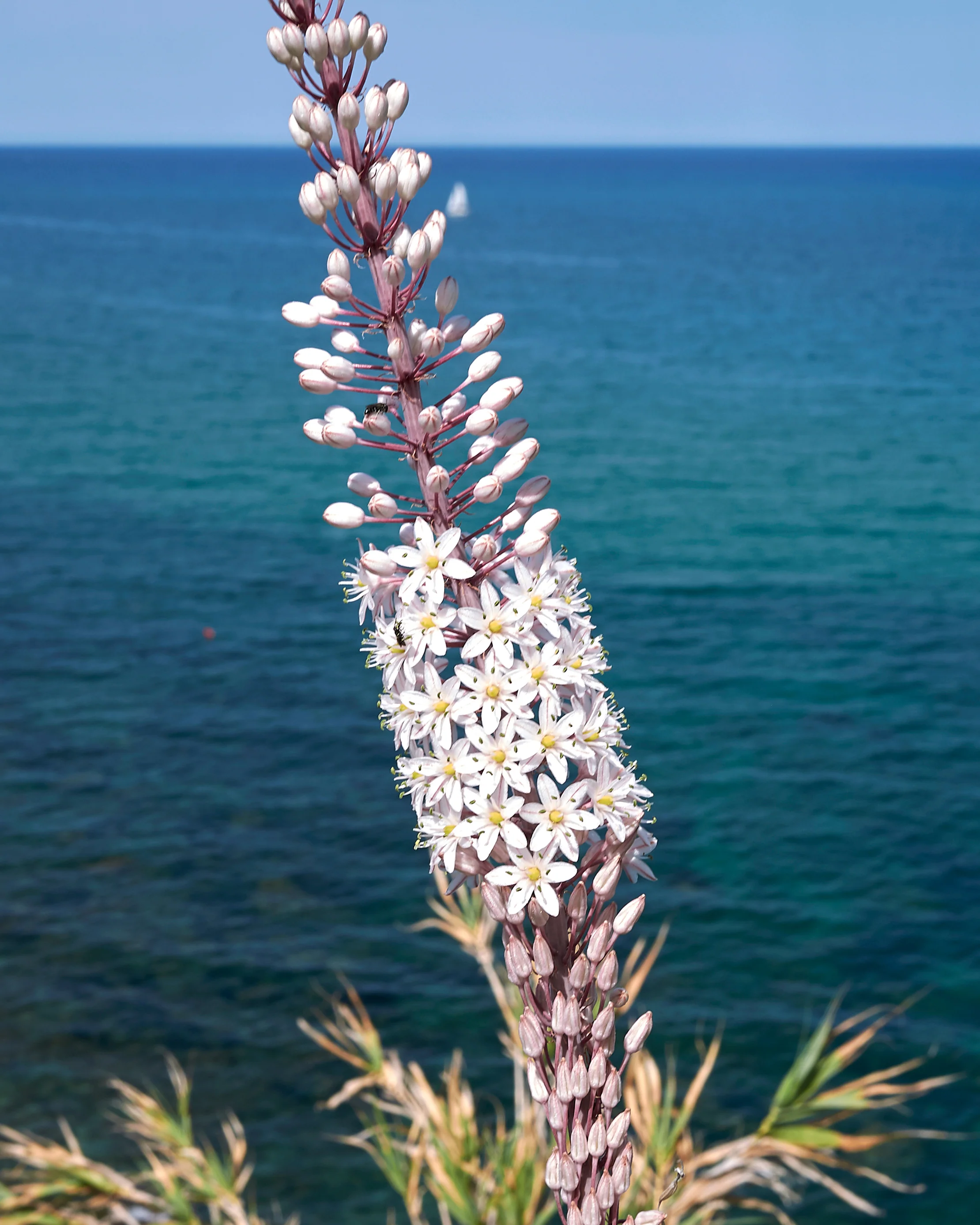 Urginea maritima