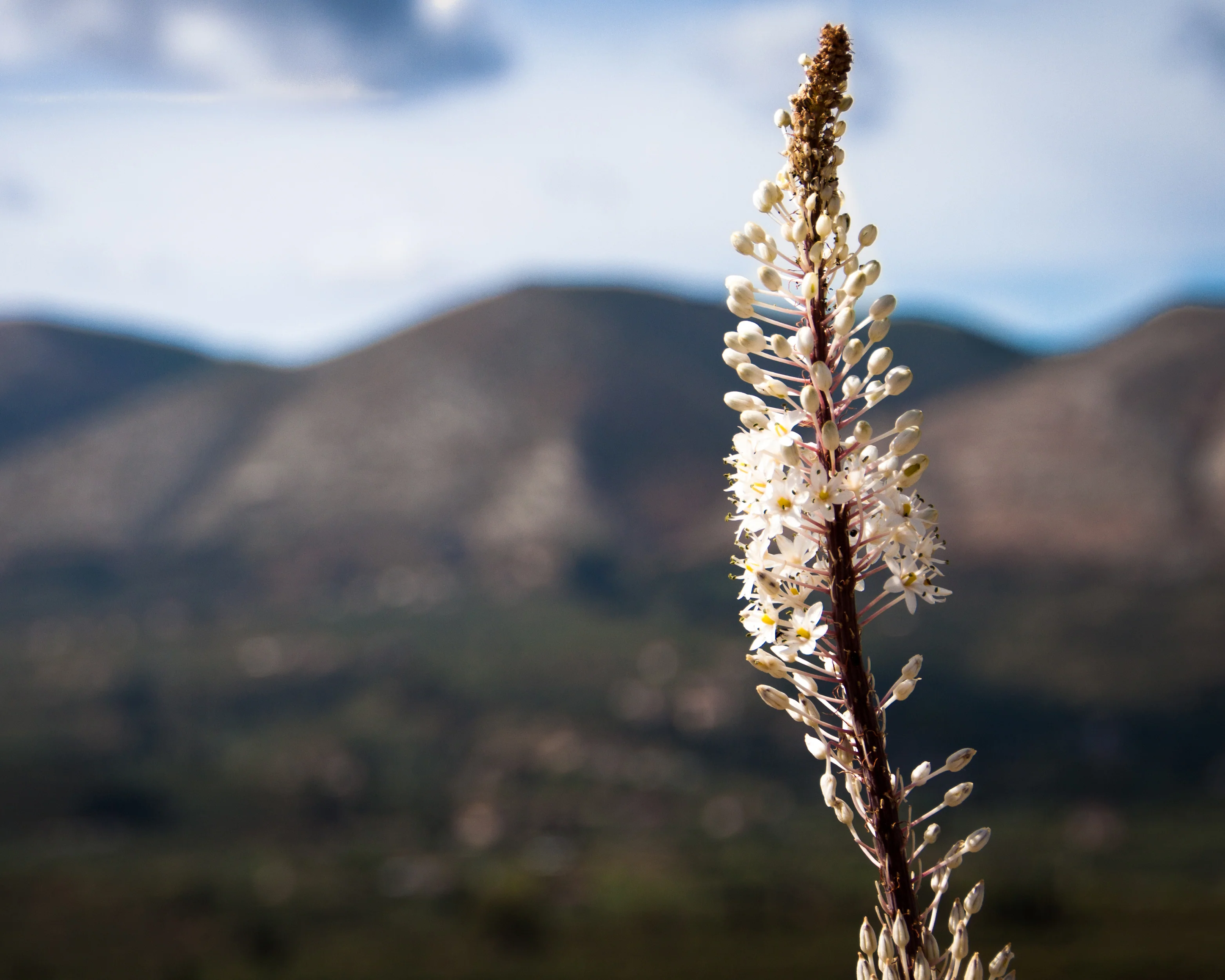 Urginea maritima - Image 2