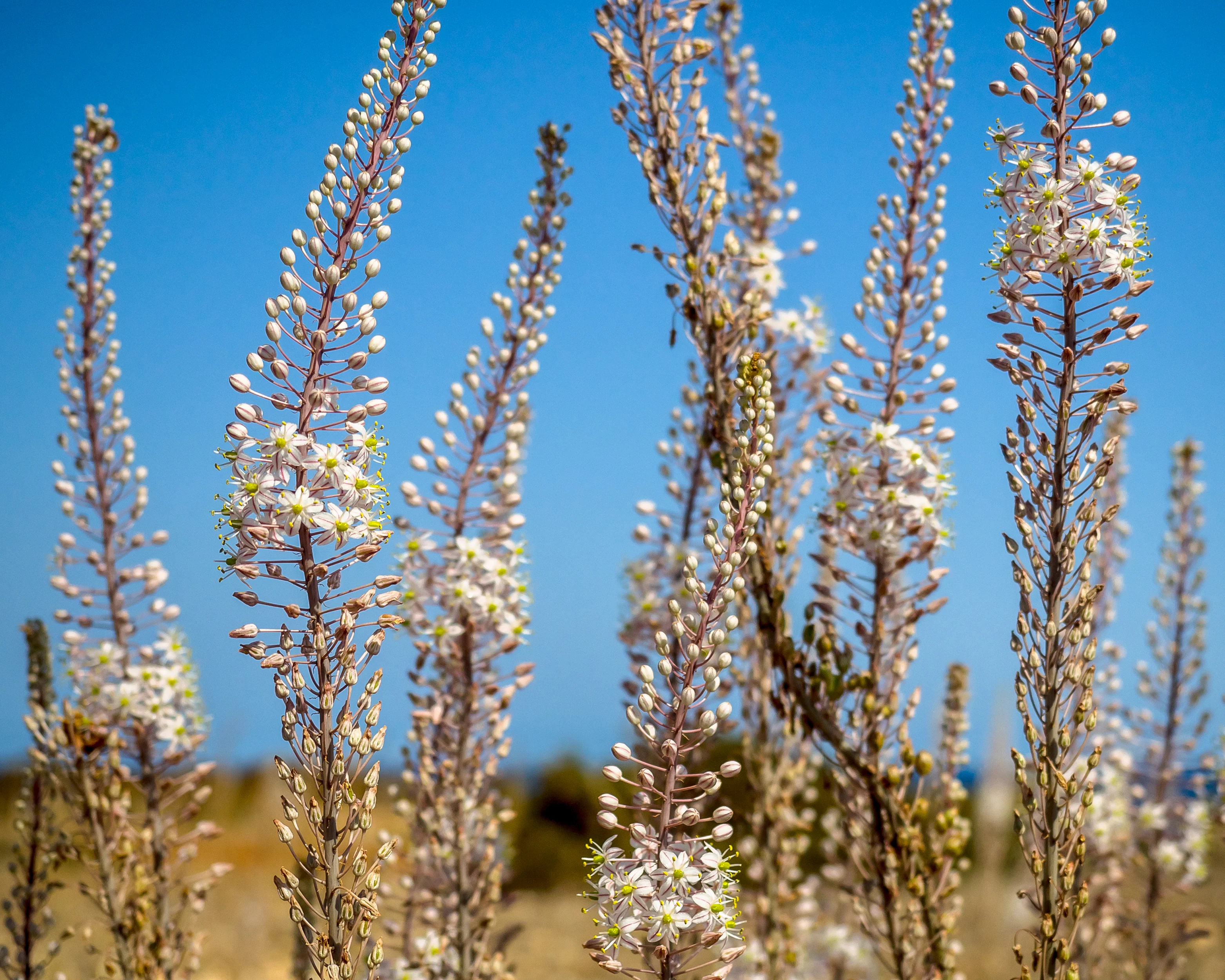 Urginea maritima - Image 4