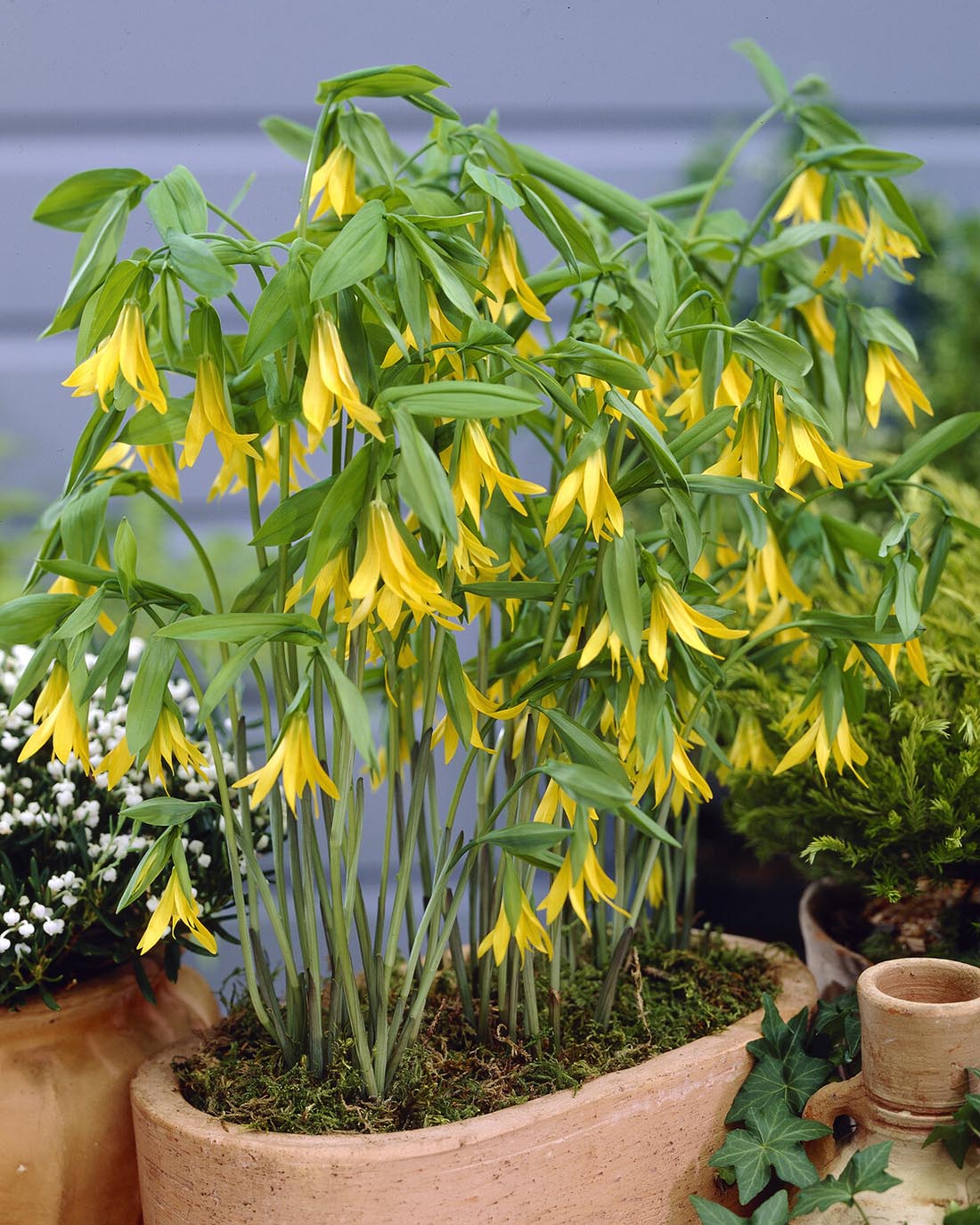 Uvularia grandiflora - Image 2