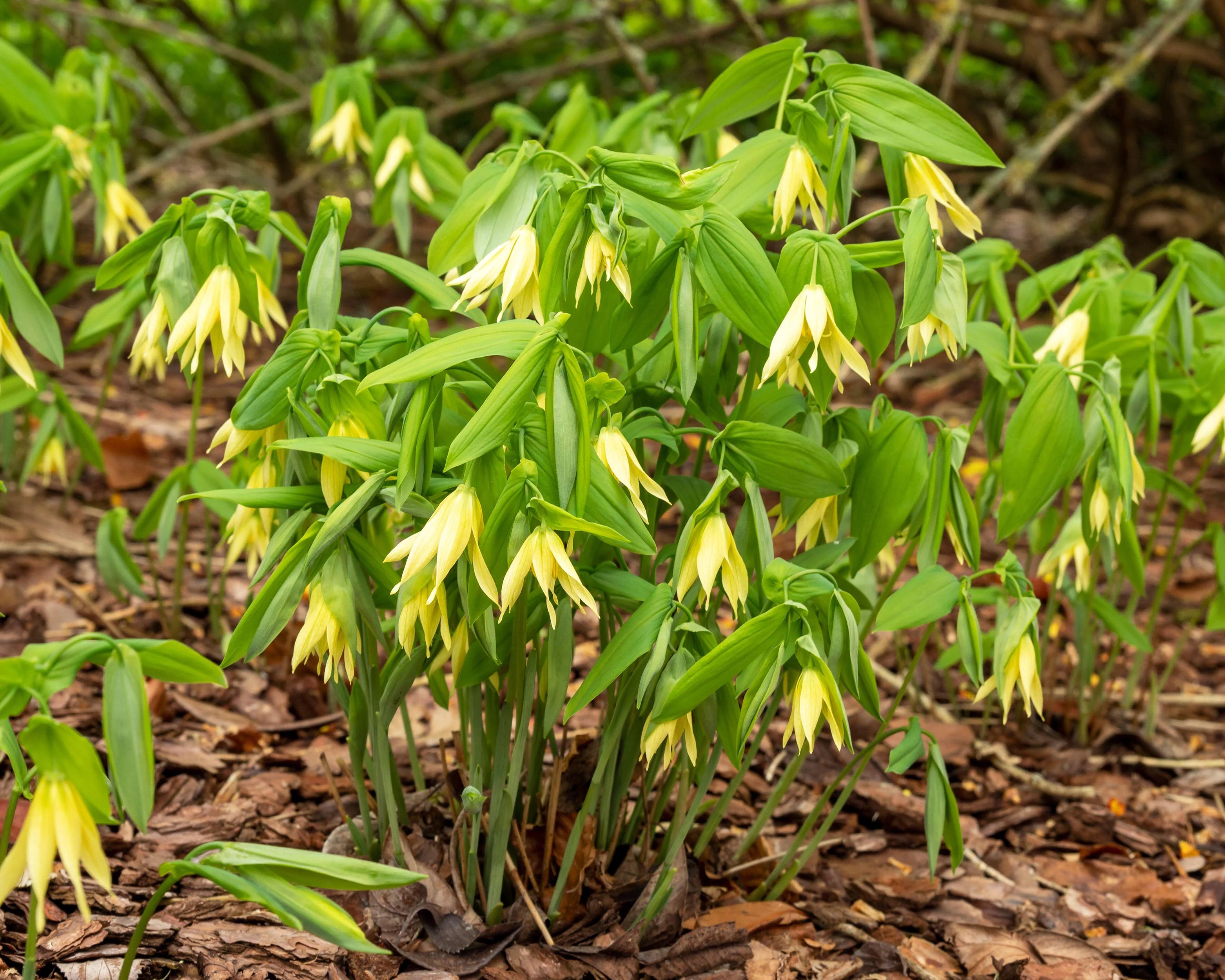 Uvularia grandiflora - Image 3