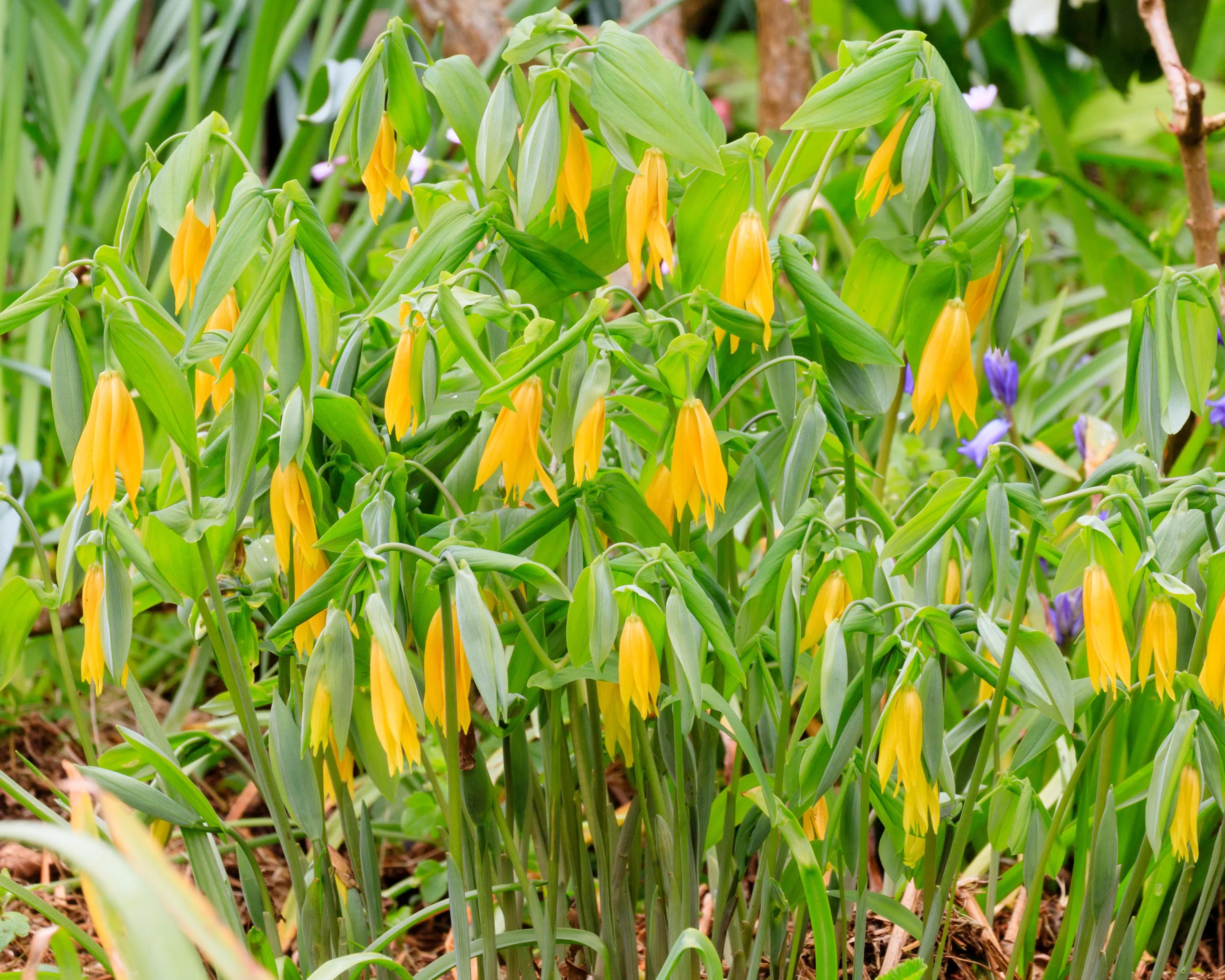 Uvularia grandiflora - Image 4