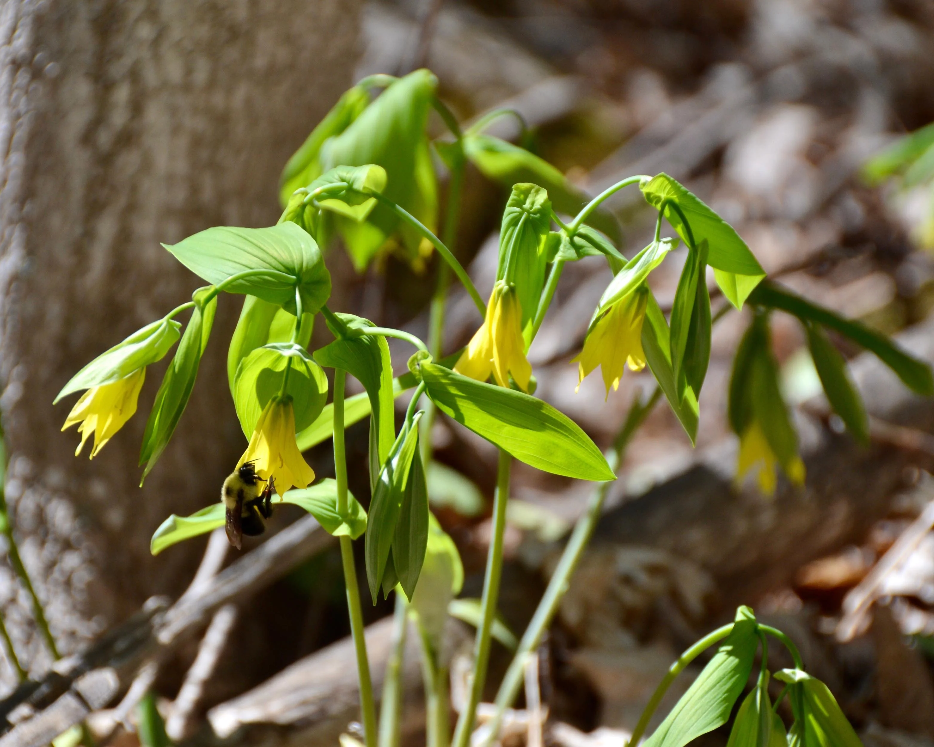 Uvularia grandiflora - Image 5