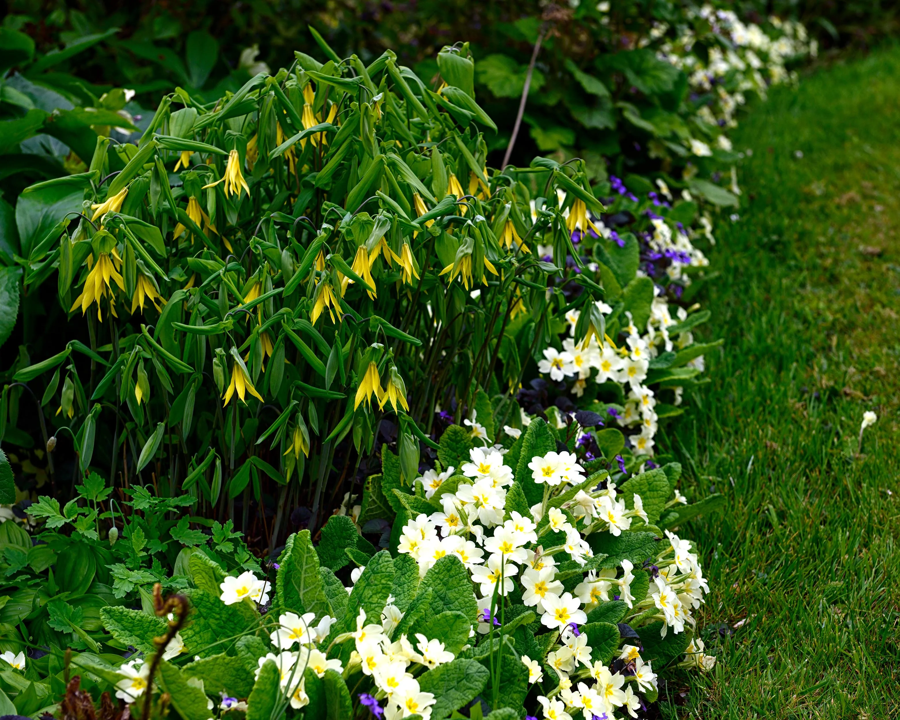 Uvularia grandiflora - Image 8