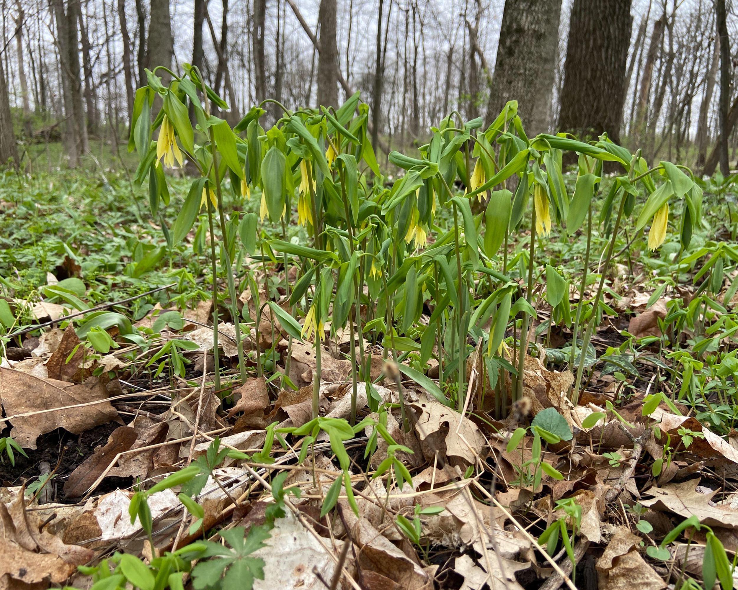 Uvularia grandiflora - Image 9