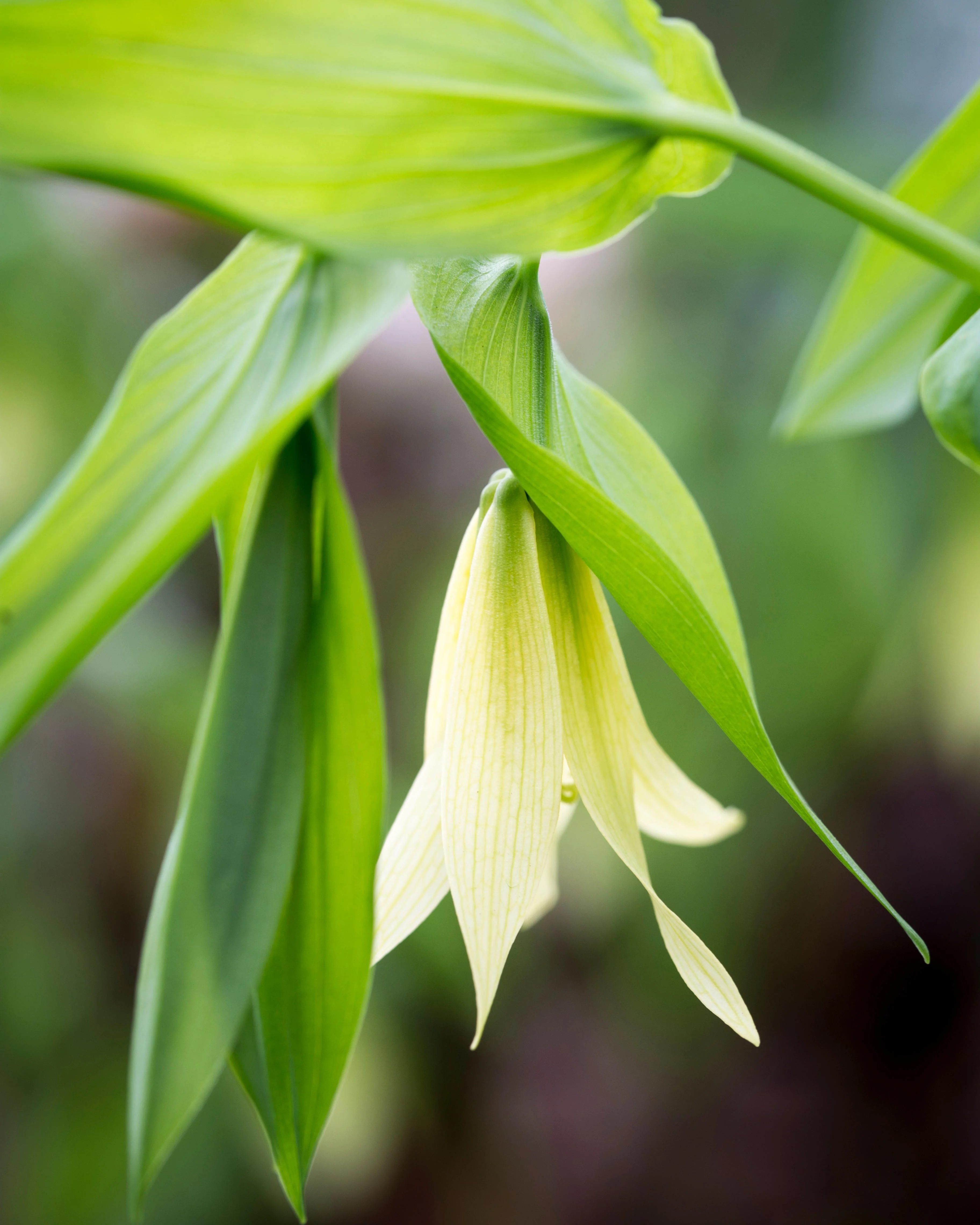 Uvularia pallida - Image 4