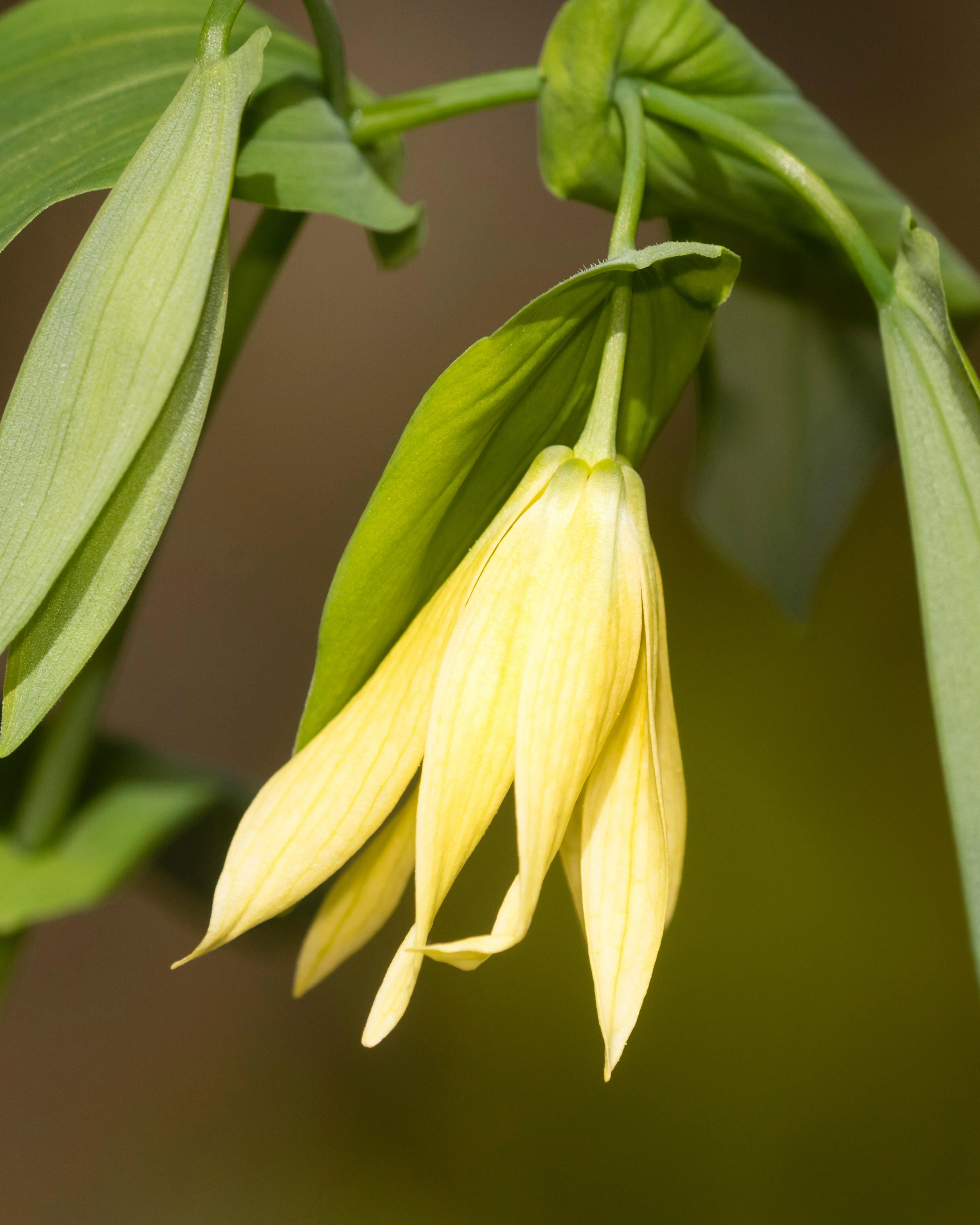 Uvularia pallida - Image 8