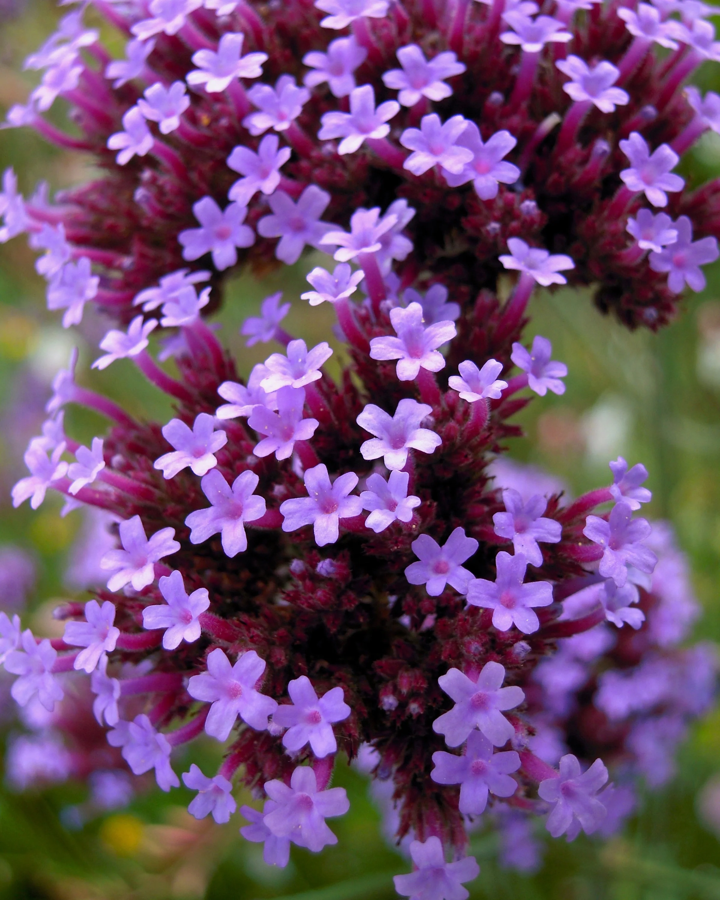 Verbena bonariensis - Image 5