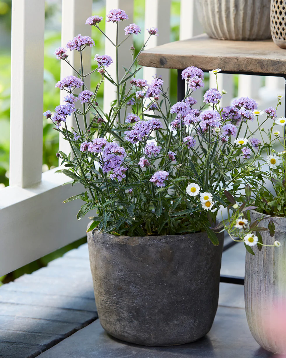 Verbena 'Lollipop' - Image 3