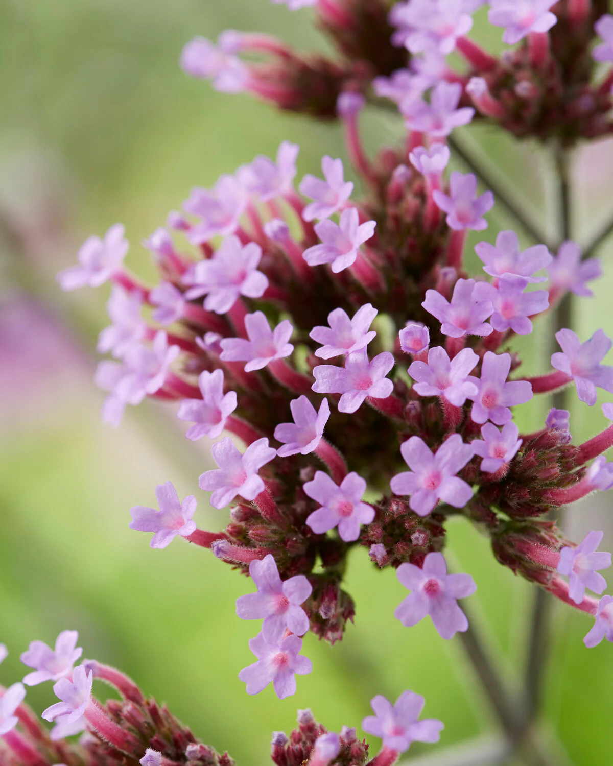 Verbena 'Lollipop' - Image 4
