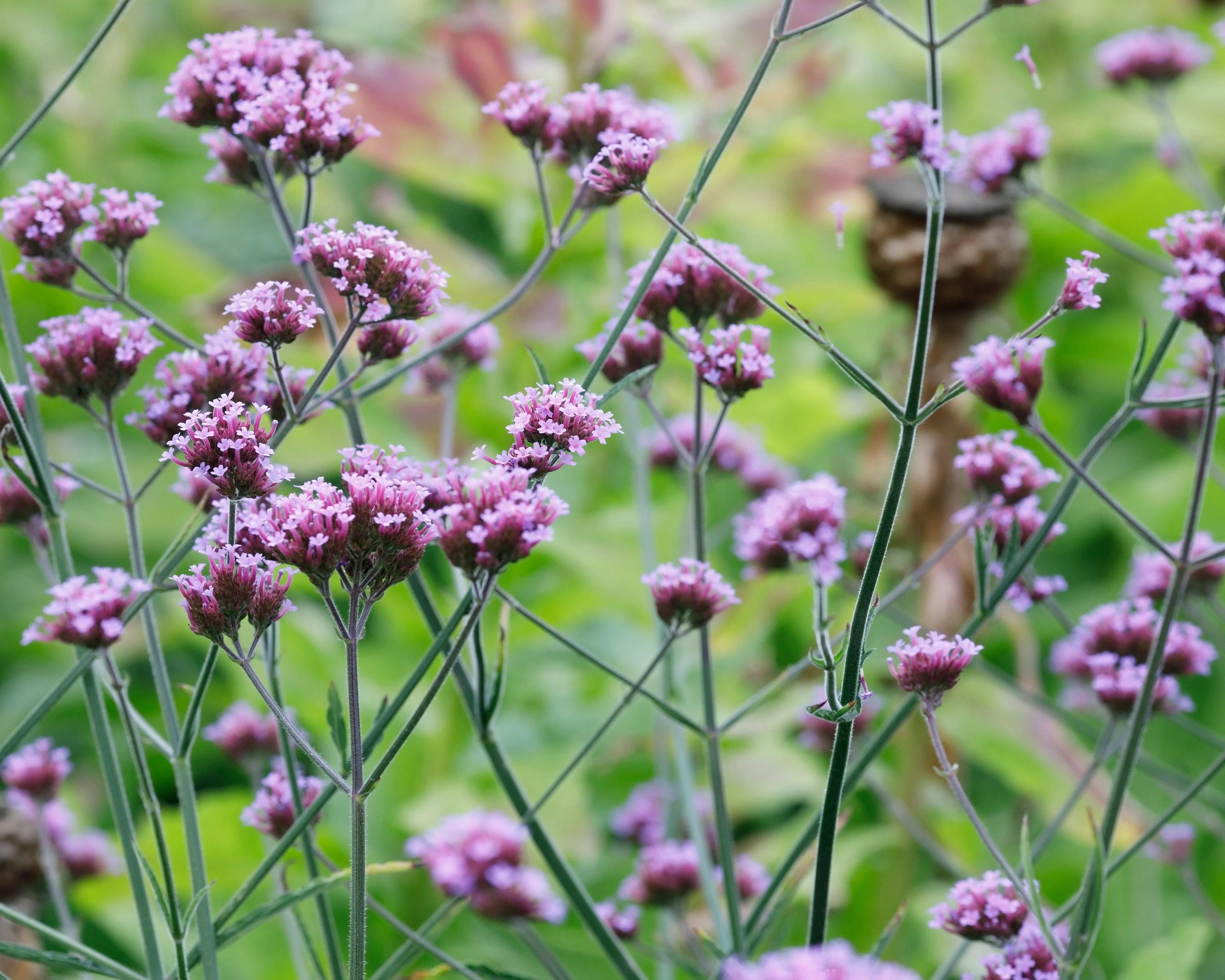 Verbena 'Lollipop' - Image 5