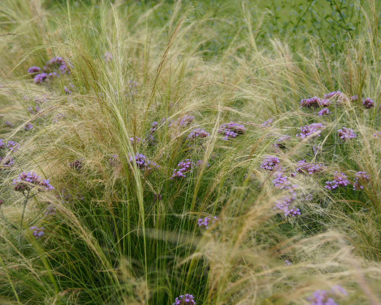 Verbena 'Lollipop' - Image 6