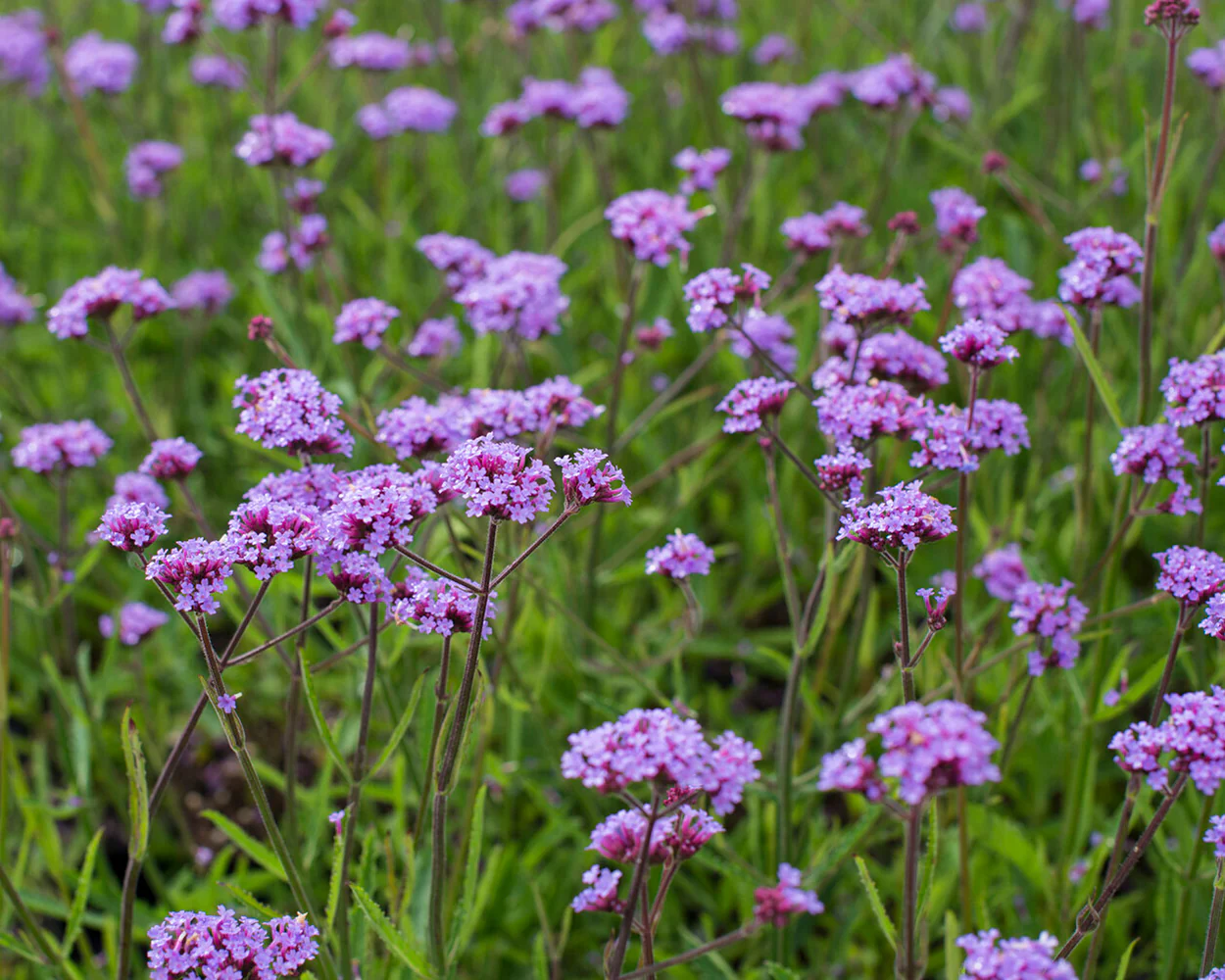 Verbena 'Lollipop' - Image 9
