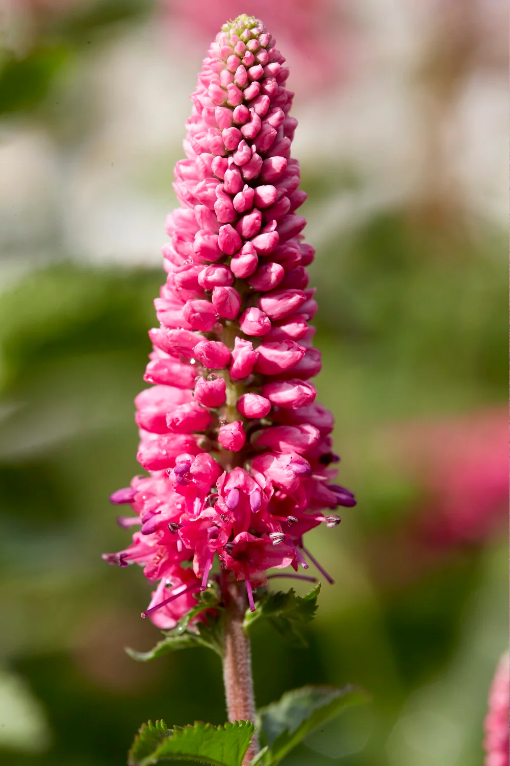 Veronica 'First Love' - Image 8