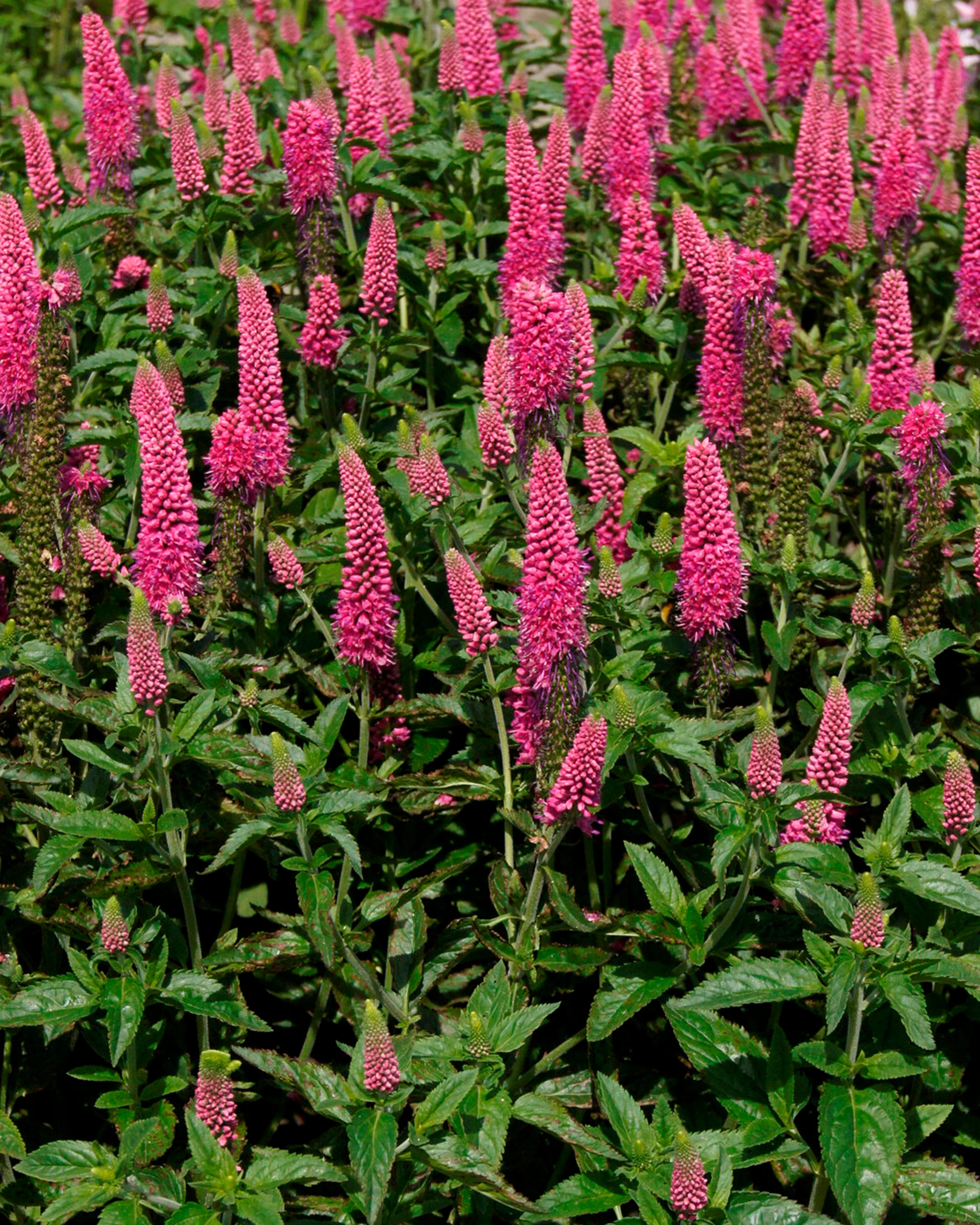 Veronica 'First Love' - Image 9