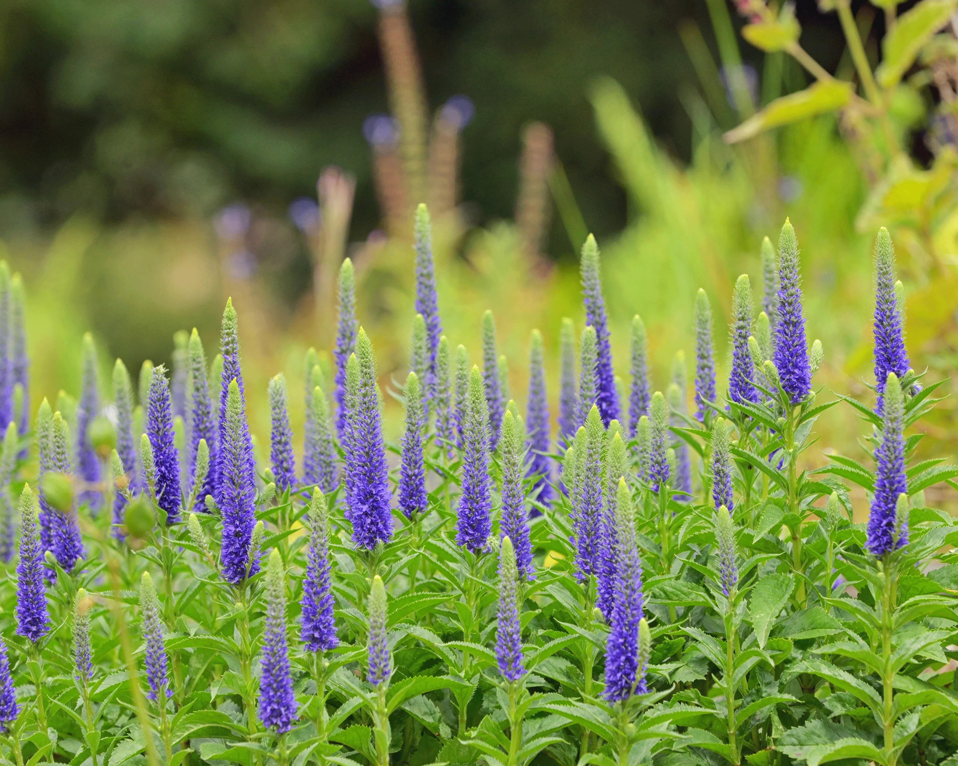 Veronica 'Ulster Dwarf Blue' - Image 2