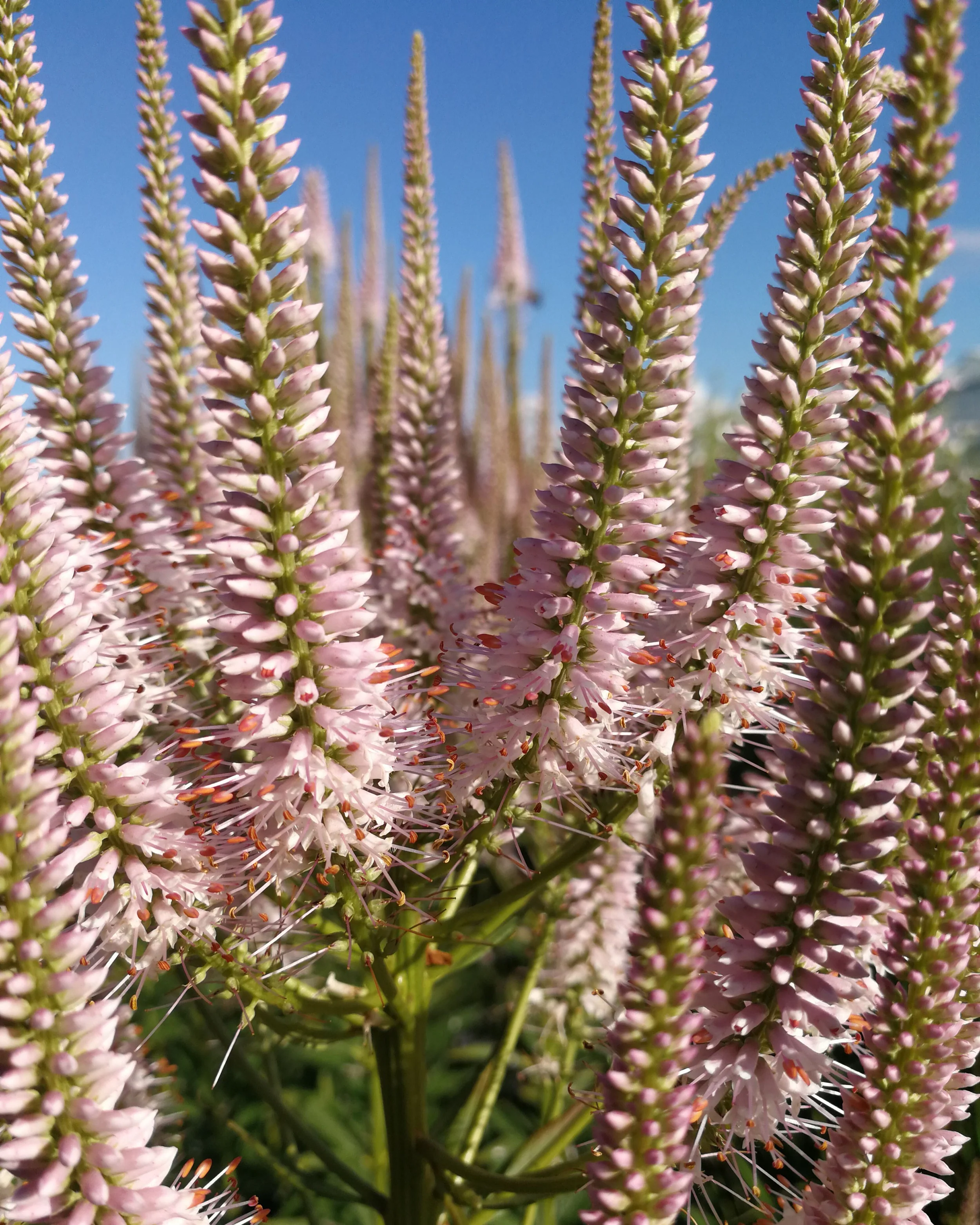 Veronicastrum 'Challenger' - Image 3