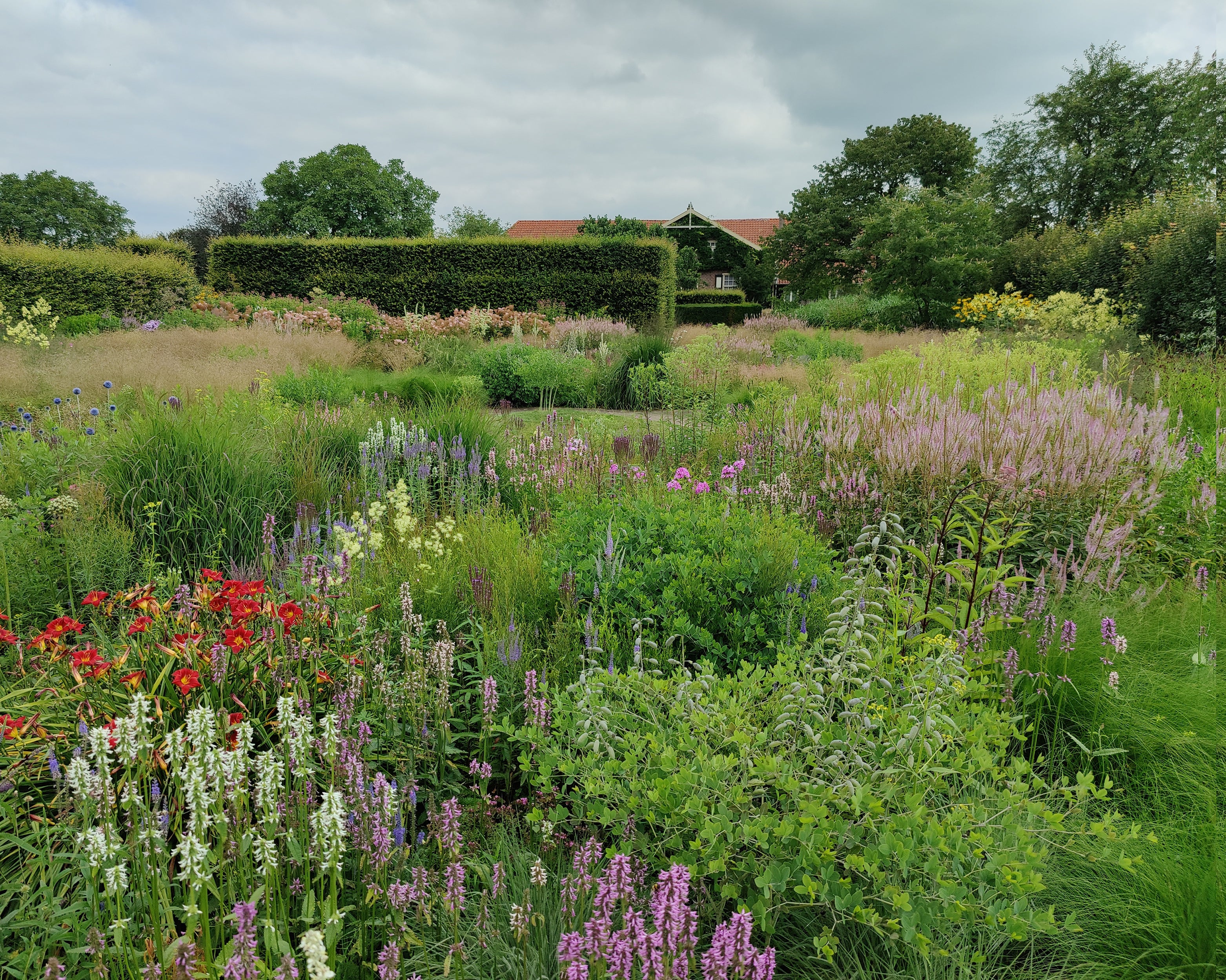 Veronicastrum 'Challenger' - Image 4