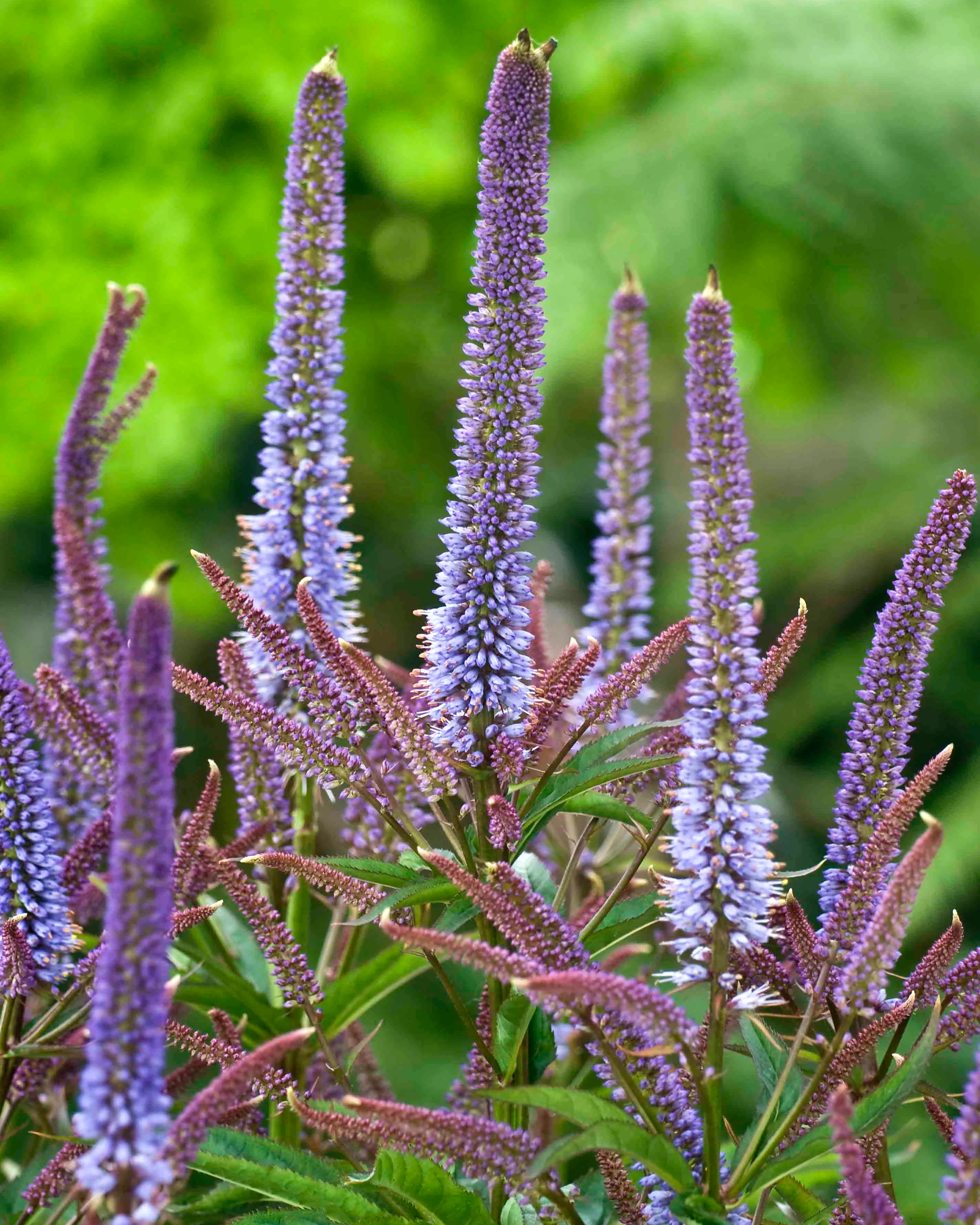 Veronicastrum 'Cupid' - Image 4
