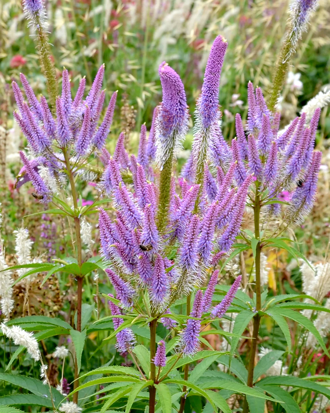 Veronicastrum 'Fascination' - Image 2